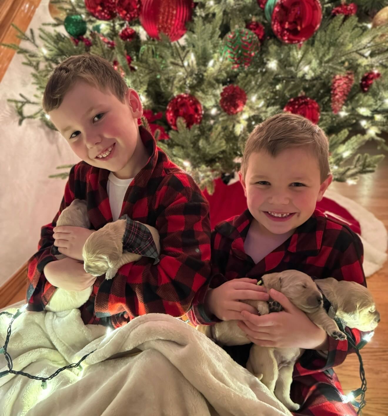 Happy 2nd birthday to our Christmas Litter! ♥️