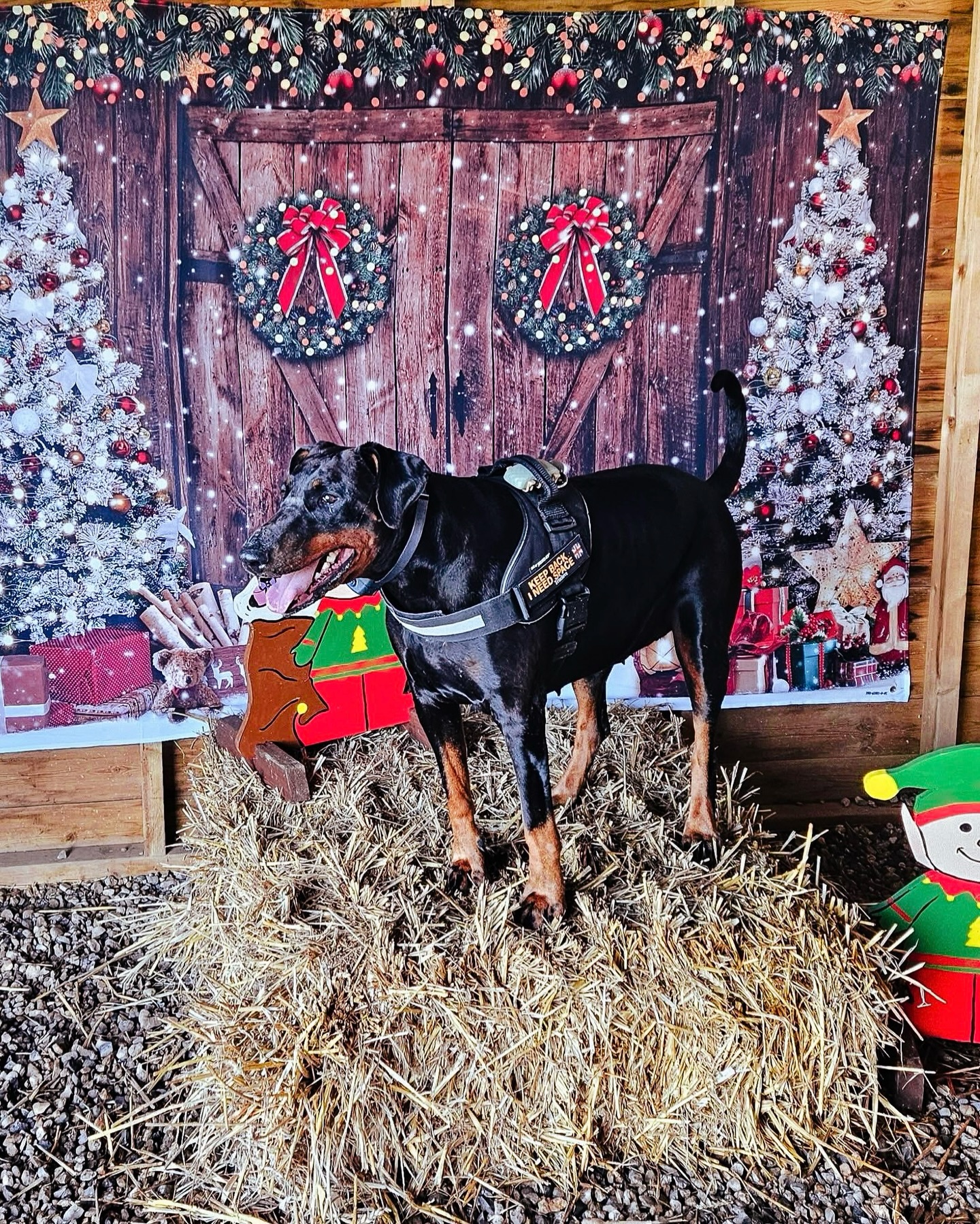 Merry Christmas from Willow 🐾🎄
📍The Training Field
#SecureDogFields
#SecureDogWalking
#SecureDogWalkingFields
#ChristmasDogs
#ChristmasPhotoBooth