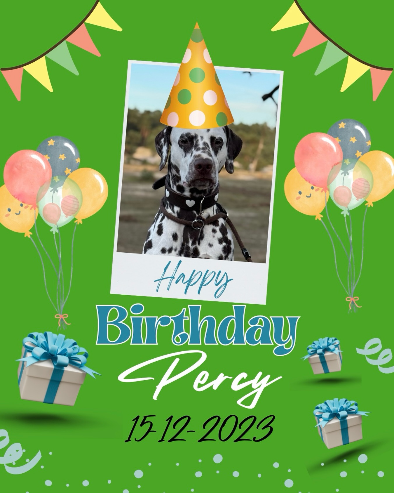 Happy Birthday to our sweet Percy 💙 Ravenhood’s Emotional Étienne (Spotnik’s Viking Victory X Gleamy Garnet vom Teutoburger Wald) who turned 2 years old today!!🥳🥰