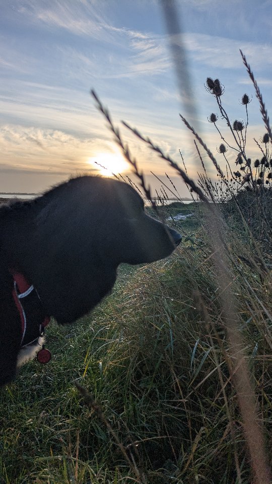 Reactive dogs dream, we love it when people respect the vest!