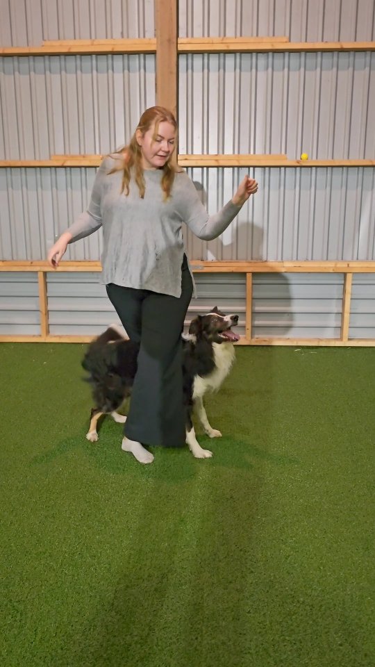 Navy is back and it's an amazing feeling to dance with him again 😍😭
#bordercollie #dogdancing #freestyledog #dogtricks #bordercolliesofinstagram #instadog #TrickDog #DancingK9 #dogtraining