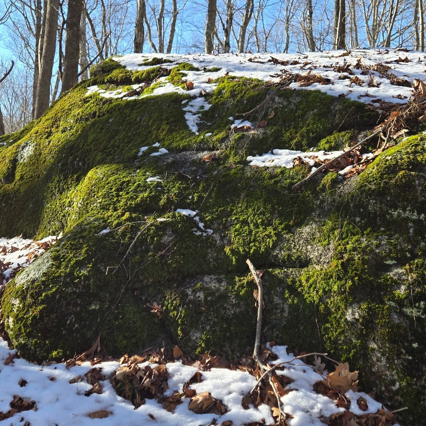 Miller Farm Preserve yesterday while there was still snow on the ground: a green monster, snow and moss, fungi, tulip treetop. #millerfarmpreserve #easthaddamlandtrust