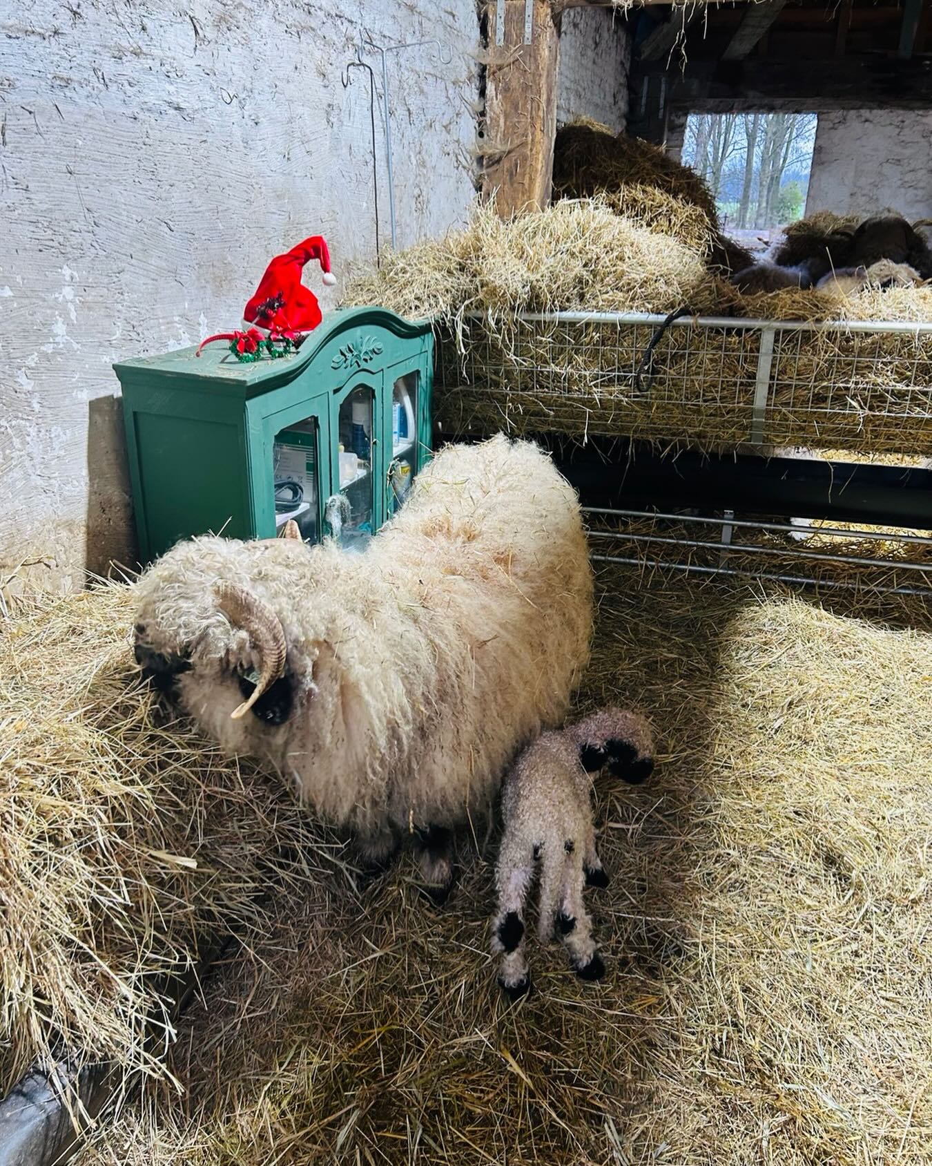 Druk druk in de stal. alweer een lammetje erbij❤️🙏🤟dit keer een ooitje…
