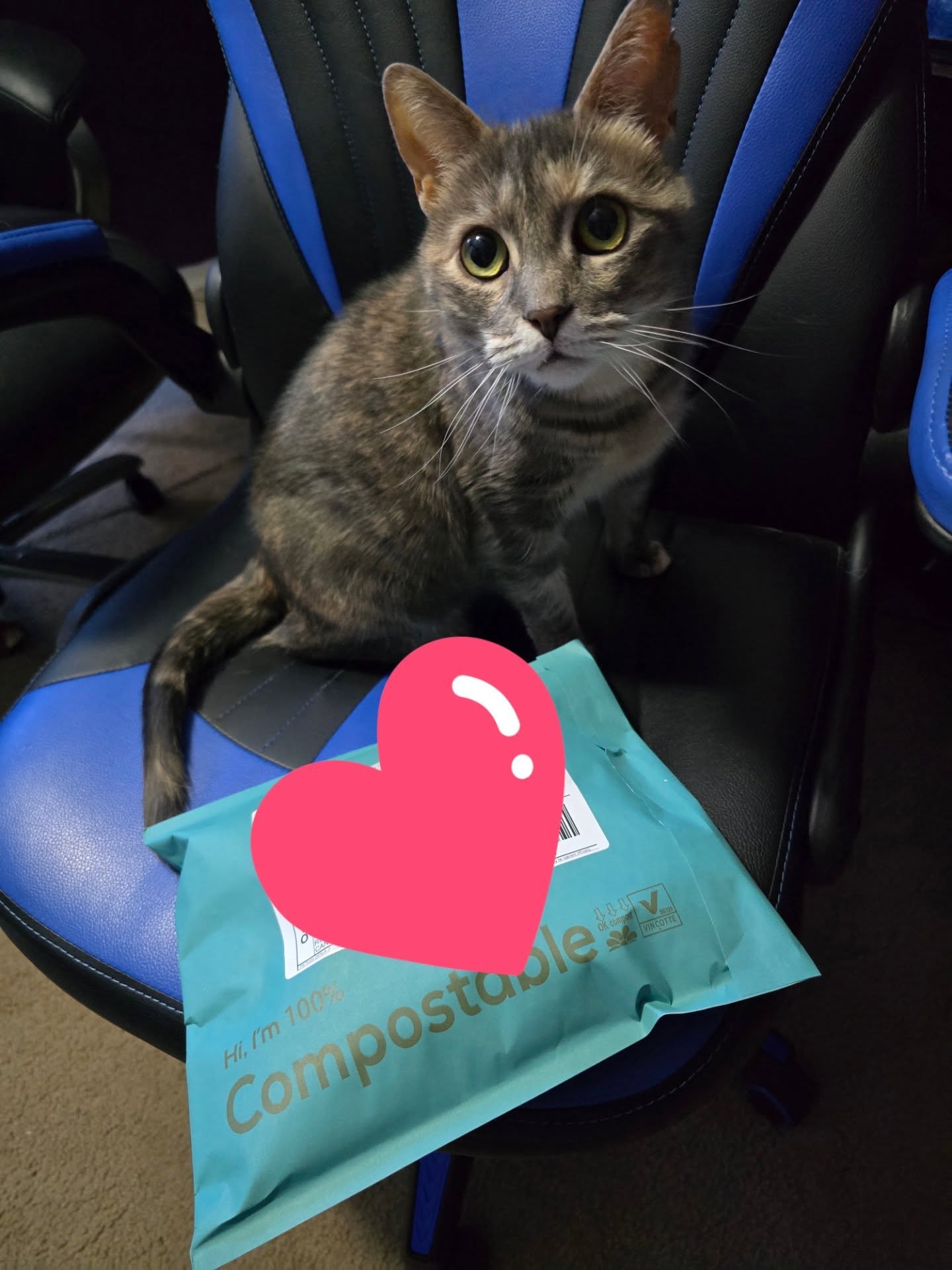 When your cat steals an outgoing package full of catnip toys.... you know the cats will love the toys when they can smell it through a wrapped package. 😉