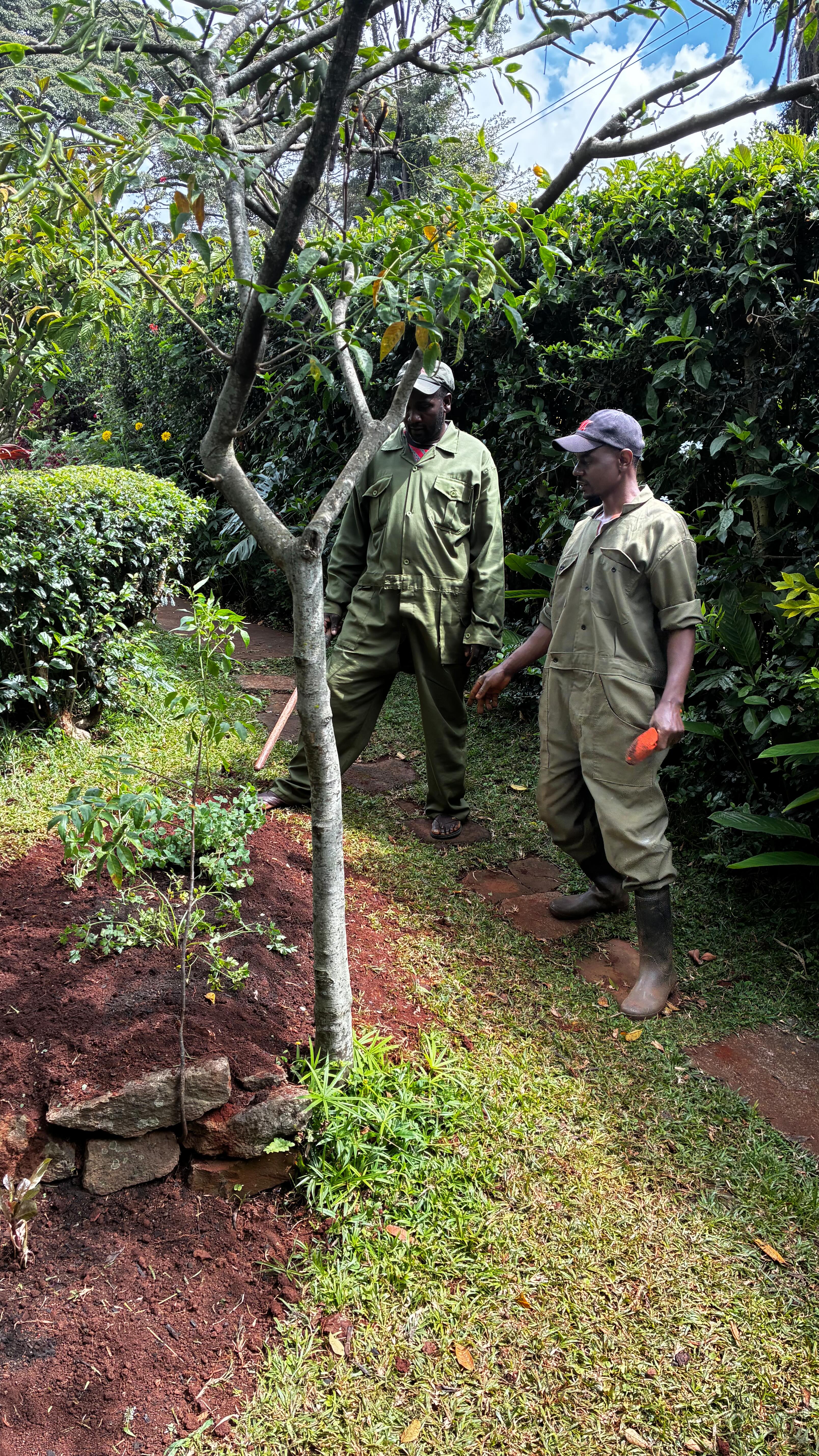 Another pretty great morning laying out the foundation for more varieties of seeds, seedlings and trees! A lot of through went into the planting plans to ensure we get the best out of the spaces. We can’t wait to see it all in the new year! It has been great setting up this space this week and for our clients to be super involved with us too! 🐝🙌🪻💦🥬🌿 🌧️ 🤞
———————————————————————— #permaculture #permaculturedesign #harvestwater #buildsoil #regrowforest #foodforest #goldenhour #growyourown #homegardening #sustainableagriculture #sustainableliving #regenerativeagriculture #permaculturekenya #regenerativefarming #gardening #gardens #homegardens #lawnstogardens #homegardening #permaculturedesignfarm #permaculturegardens #kitchengardens #kitchengardener #landdesign #soilhealthmatters #vegetables #growyourown #organicgardeningmag #pollinators #blooms #companionplanting