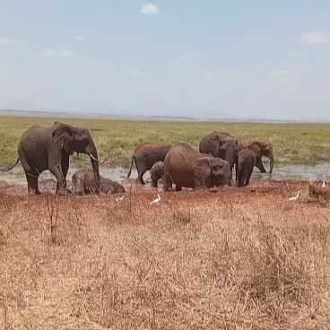An Elephant Plays in a water Hole at Serengeti National Park in an adventure with Planet GOGO
www.planetgogoadventure.com
#adventurephotography #wildplanet #nature_special_ #safariphotography #africa #planetgogoadventure