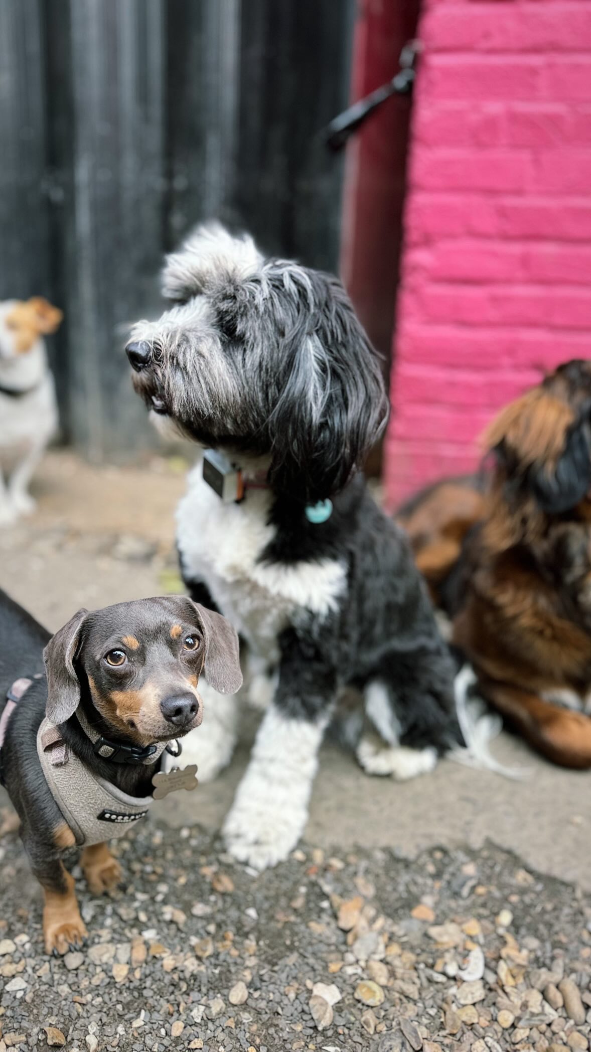 We carefully chose our regular groups each day to build meaningful bonds for our dogs and humans. Seeing them stand together, watching the world go by next to their closest companions, reminds us why we focus on creating calm, positive energy so every dog feels comfortable, excited to reconnect with their best friends, and thrive at daycare.
#dogfriends
#dogbestfriend
#dogsofinstagram
#doggydaycare
#dogbond
#humandanddogbond
#doglove