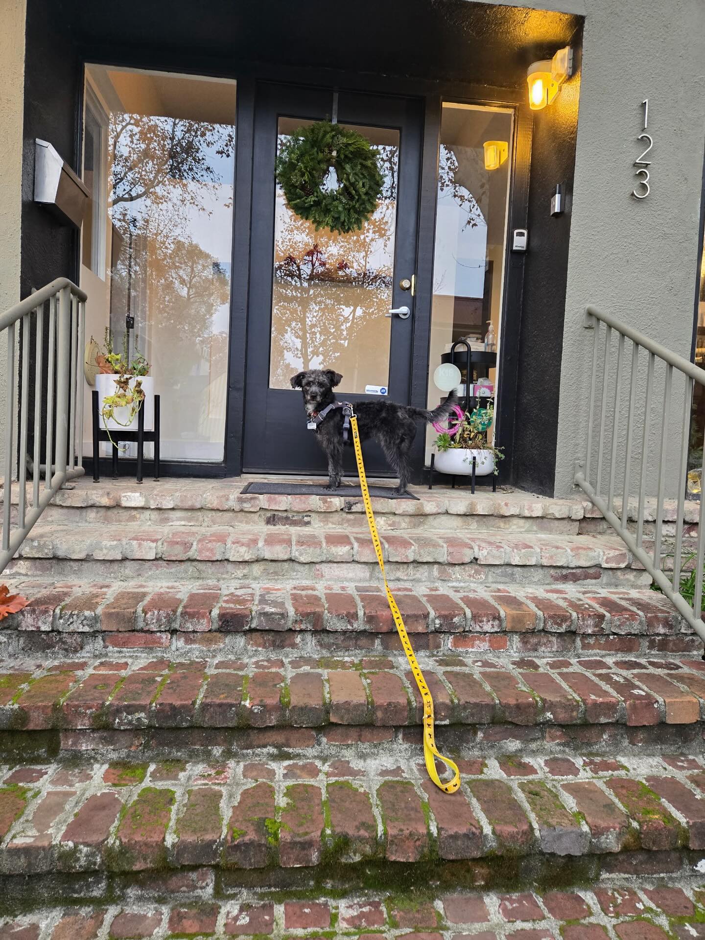 When you want to visit your friends and they are closed. 🐾 See you tomorrow Kermit! #pomsalonfamily #pomegranatesalondavis