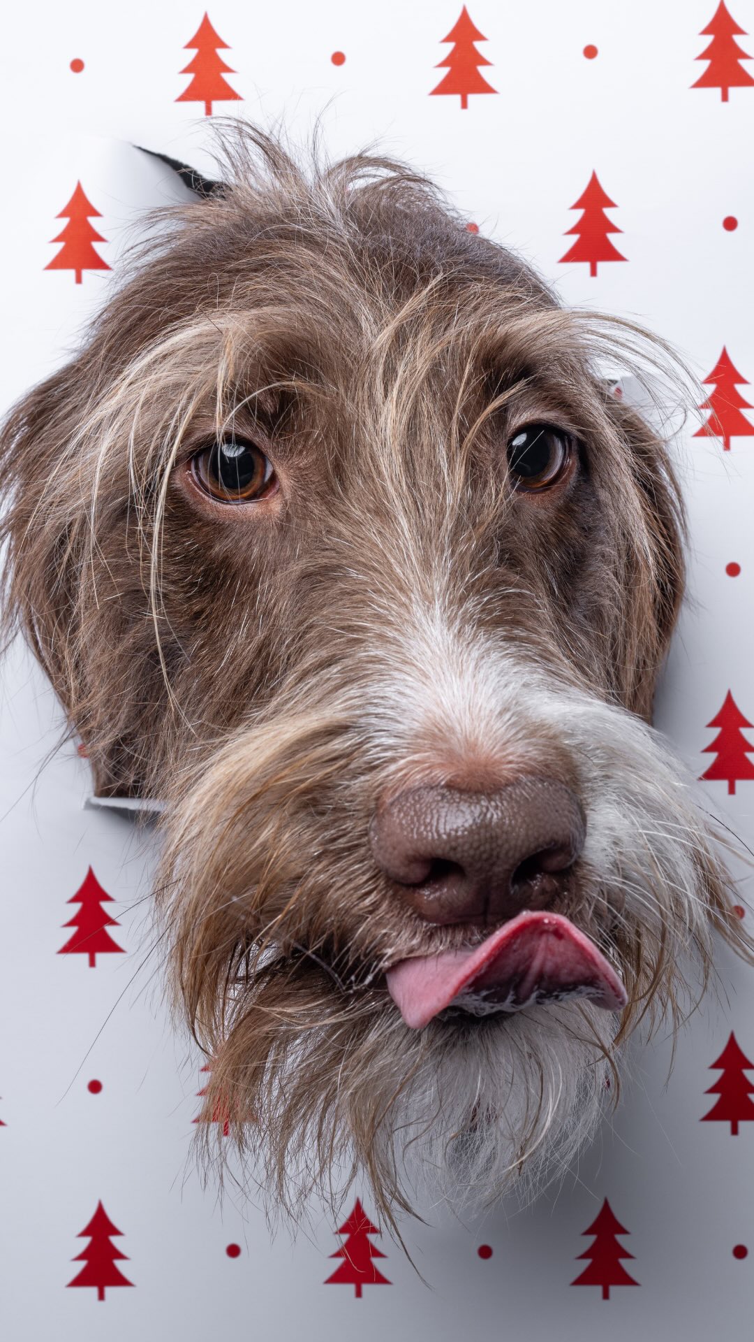 ruby + wrapping paper = ๐
๐ฝโโ๏ธ too scared to put her head through, but she still looks cute!