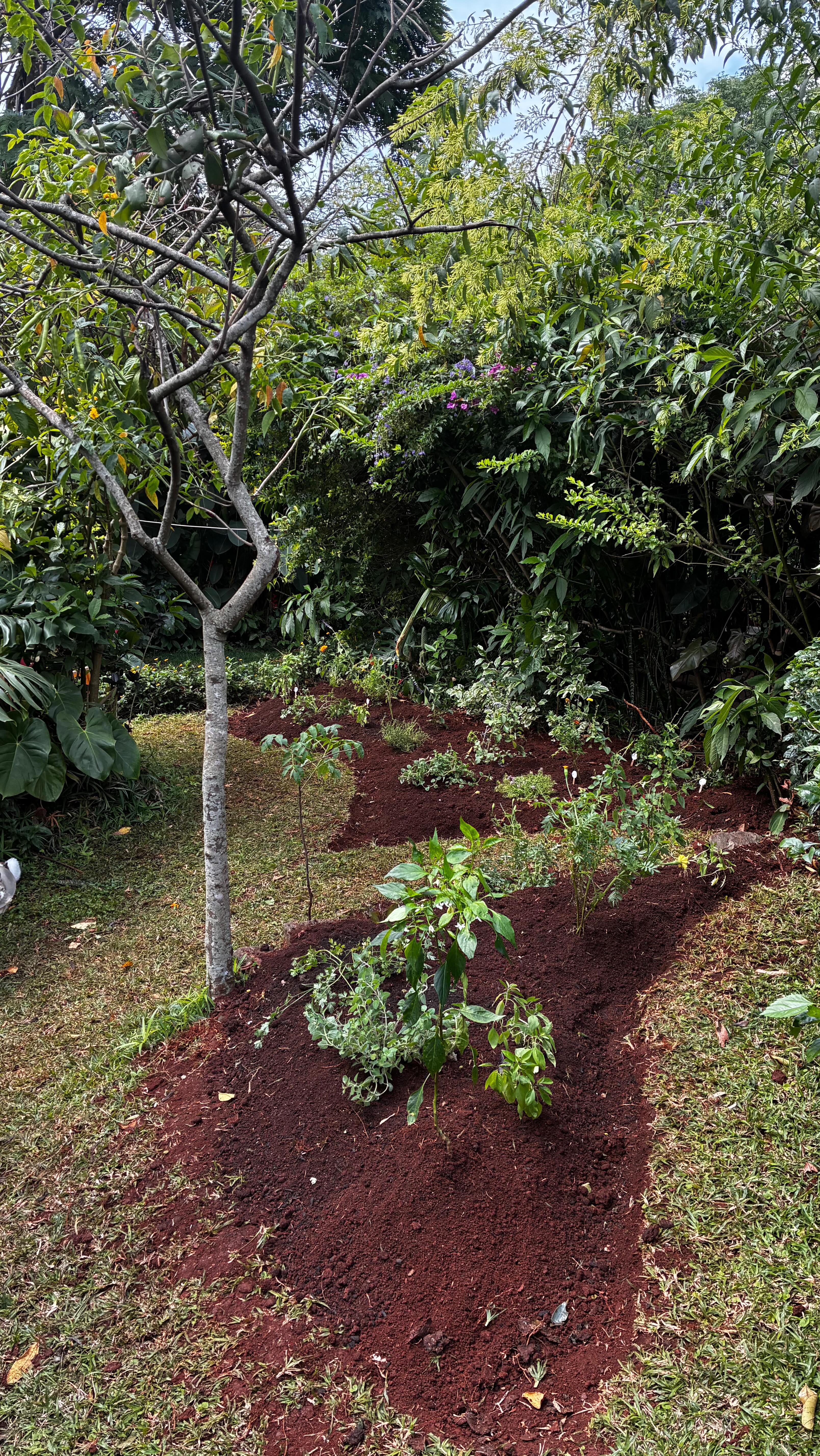 A wonderful start to the week, working with clients who were fully involved from the very beginning 🌾🌿🥬🪻🐝🤞💦
Together, we transformed part of their lawn into a functional kitchen garden while boosting and refreshing existing areas. From understanding the basics of design to working side by side on the layout, soil building, and thoughtful plant placement, it was a truly collaborative process.
An important part of this work now is walking through everything with their gardener, what we’ve achieved so far, how to care for and maintain these spaces moving forward, and how to actively use them in his daily work. Mixing things up and encouraging diversity was key. We have a few more plants and trees to add tomorrow, but already these spaces are well on their way to becoming beautifully diverse and productive. Mulching will be vital for the long-term health and upkeep of the garden 🙌 🍂 💦
———————————————————————— #permaculture #permaculturedesign #harvestwater #buildsoil #regrowforest #foodforest #goldenhour #growyourown #homegardening #sustainableagriculture #sustainableliving #regenerativeagriculture #permaculturekenya #regenerativefarming #gardening #gardens #homegardens #lawnstogardens #homegardening #permaculturedesignfarm #permaculturegardens #kitchengardens #kitchengardener #landdesign #soilhealthmatters #vegetables #growyourown #organicgardeningmag #pollinators #blooms #companionplanting