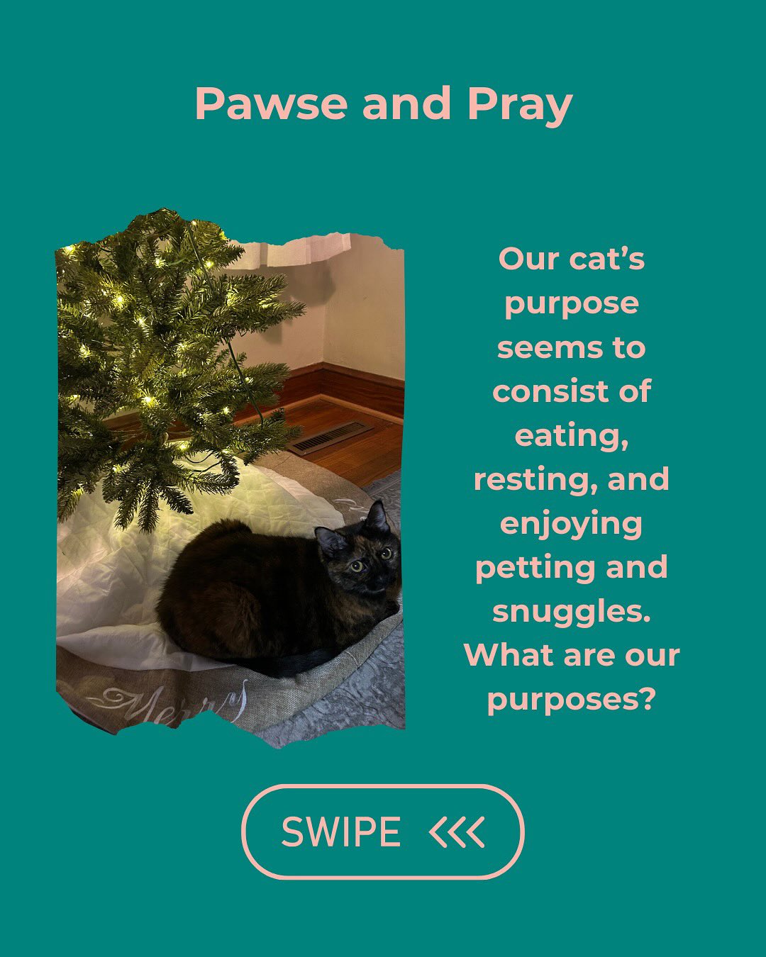 Pawse and Pray with me, on this Friday afternoon! 🐈