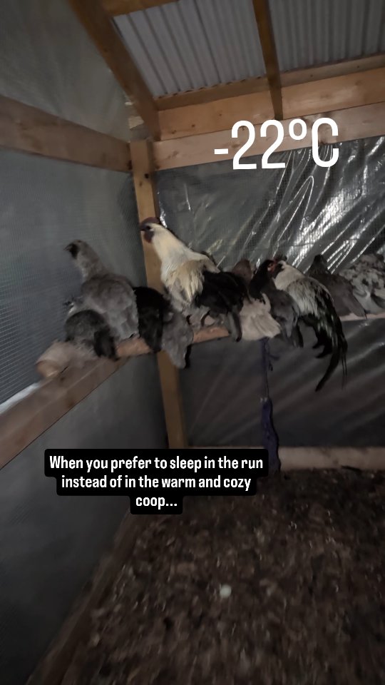 I have no words 🫠
.
#backyardchickens #chickensofinstagram #chickengram #chickens #winter