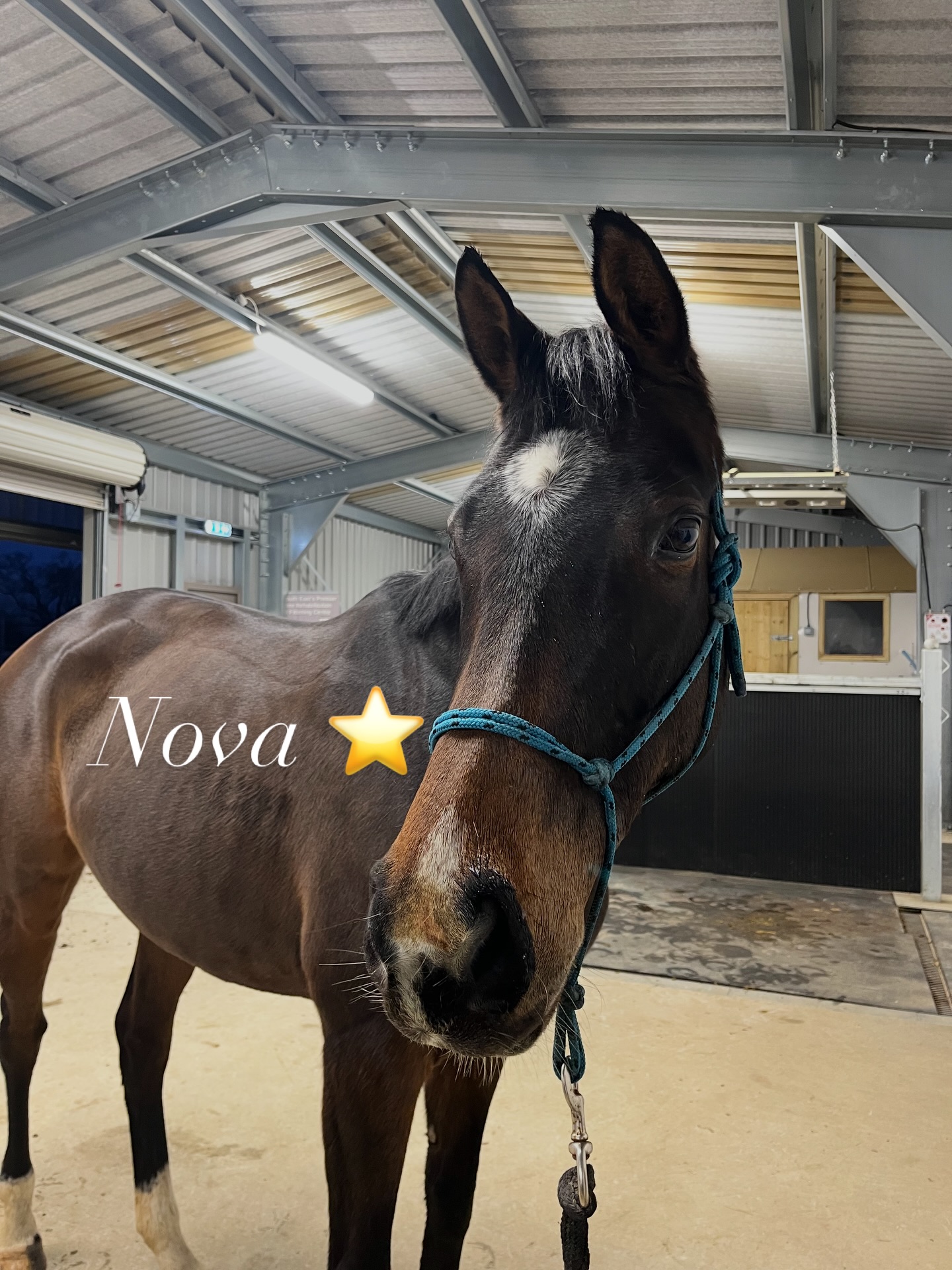 Introductory session success for Nova 💧✨
Every horse is unique, and Nova proved just how adaptable she is at her introductory hydrotherapy session today!
Despite being deaf and having slightly different requirements, she took everything in her stride and settled beautifully 💙
Her owner is already ahead of the New Year buzz by booking in early — an amazing start to her hydro journey and lots to look forward to 🐎💦