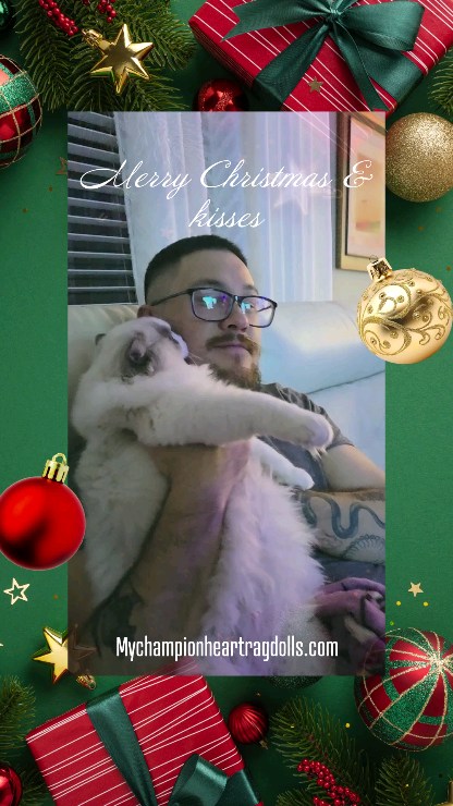 Do you know why cats lay on their back? A cat on their back is a relaxed/secure kitty, and trusts you and the environment. Yet...It’s a vulnerable position too, so consider yourself a special person!.. that being said, this is not always a playful invitation.
In my experience and my own Ragdoll babies, even in those moments when they say "no touchy please," the teeth didn't break skin, more of touching without applying hard pressure. The kitty engagement can also be similar to that of puppy play while kicking their toe beans like bunny feet kicks.
This video is of our sweet blue bicolor boy replacing one of our retired KINGS.
His name is Darlin'lil'Dolls Gabriel Arctic King, a gentle snugglely fluffy snowball. Very affectionate ragdoll boy.
Note: Litters in planning for later in the coming new year 2026. My girls and my self are on a break. Will have beautiful reds in planning worth the wait...because we can’t predict the number of reds (any kitten with the red gene includes the diluted red, cream and torties) a waitlist for a red will be a guaranteed way to be next in line for a red. No specific date can be provided at the time. I will take those interested in waiting on a "red" waitlist with a "Waitlist Agreement" and small goodfaith deposit. You will be able to join for a red (female or male) or tortie (female - only). More info to be posted on my website soon.
I will also keep a waitlist for Gabriel's future litter which has a possibility to produce torties depending on which Queen he is paird with, pair planning to be a tortie queen.
My kings to be replacing my two retired kings:
Blue bicolor:
DARLIN'LIL'DOLLS GABRIEL ARCTIC KING
Cream bicolor:
WINKDEER LUCIFER LIGHT-BRINGER
Visit MyChampionHeartRagdolls.com to dive deeper into my program and ragdolls. Getting a ragdoll starts with due diligence and a little self discovery on whats the best combination of your needs and desires for your next kitten. Keeping in mind to build a healthy respectfull relationship with the breeders you encounter along the way.
BPOC MyChampionHeartRagdolls@gmail.com.
#mychampionheart #redragdolls #creamragdolls #flamepointragdoll