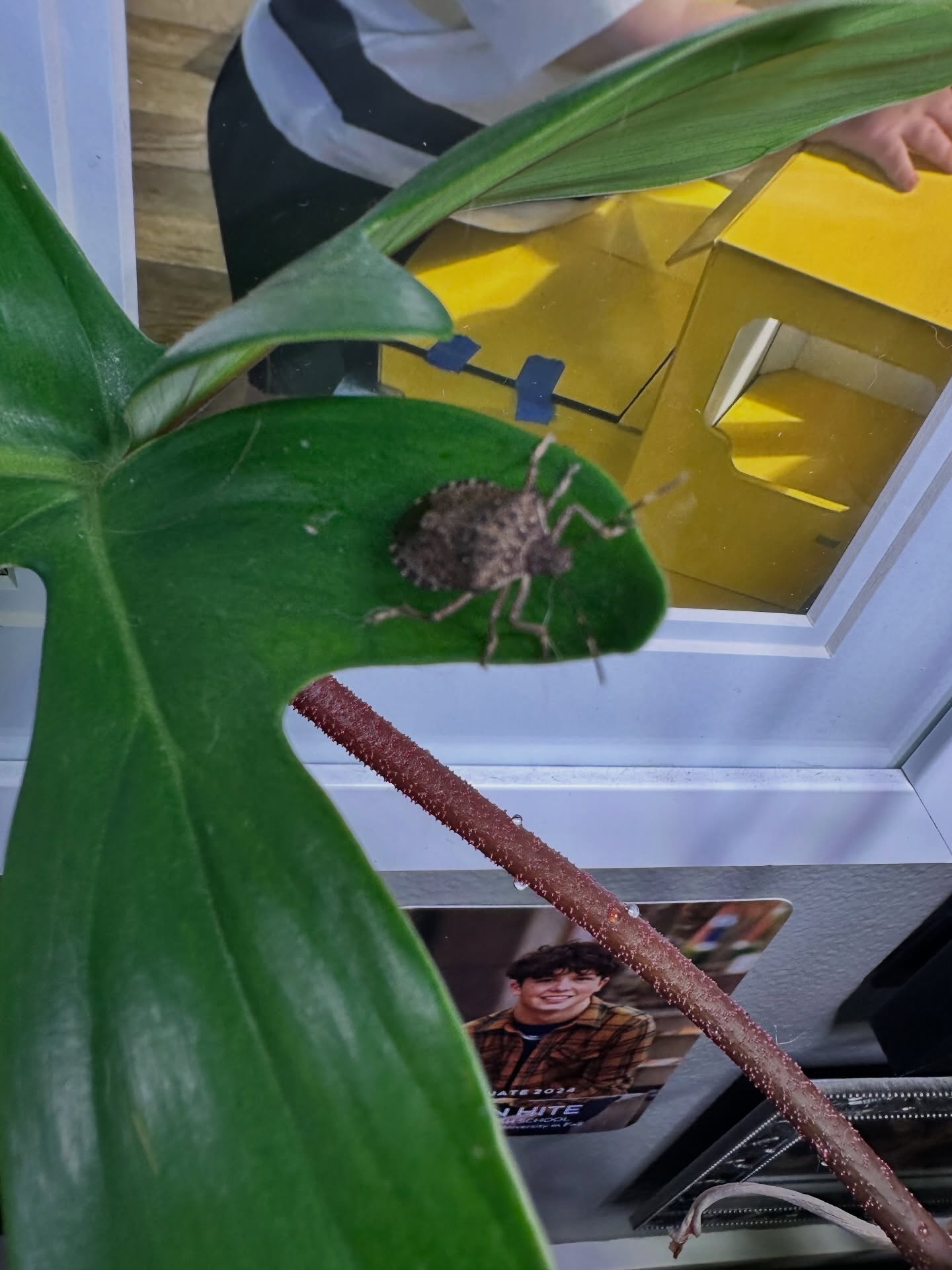 🚨 WINTER HORROR STORY: HOUSEPLANT EDITION 🚨
It’s December.
The doors are closed.
The heat is on.
The plants are supposed to be SAFE.
And yet…
I look over and THIS ABSOLUTE UNIT is sitting on my houseplant like he PAYS RENT.
Sir.
You are indoors.
On a leaf.
In winter.
How did you get here?
What do you want?
And most importantly…
ARE YOU ALONE?
I did not consent to a jump scare while admiring my foliage. One minute I’m appreciating a healthy leaf, the next I’m questioning every life choice I’ve ever made.
So now we must decide his fate:
🔪 Exorcism via shoe?
🫙 Capture & release (in the cold, like nature intended)?
🥃 Assume he’s drunk, lost, and just needs directions?
Name suggestions welcome because if he’s going to traumatize me in my own home, he deserves a proper horror-movie villain name.
Proceed with caution… and check your plants tonight.
#HouseplantHorror
#DecemberJumpScare
#PlantPeopleProblems
#WhyIsItInside
#buggedout