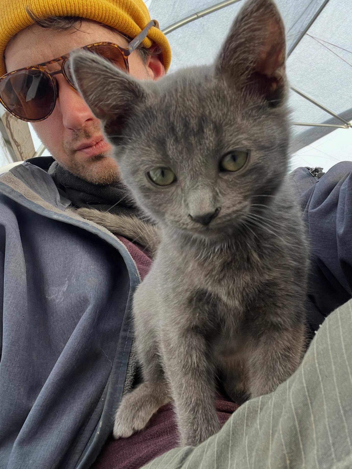 Coffee break with this little dude. He and his brother are up for adoption if anyone is looking for a new family member. Roughly 8 weeks old i believe. They were part of the litter that was abandoned and i got to bottle feed for a couple weeks.