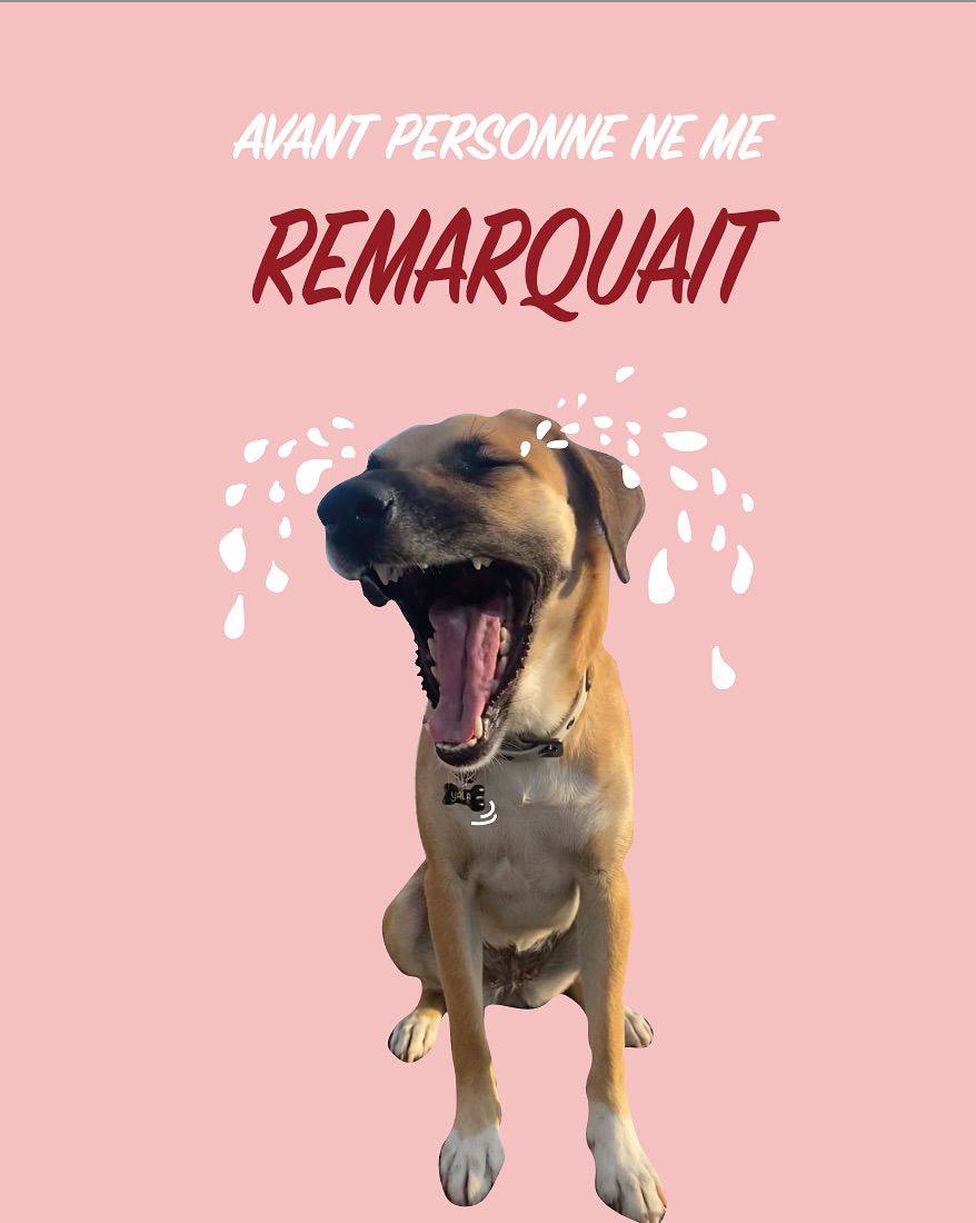 Je dis tout le temps que mon chien c’est une drama. Mais j’avoue elle se la pète maintenant qu’elle a sa médaille 😂