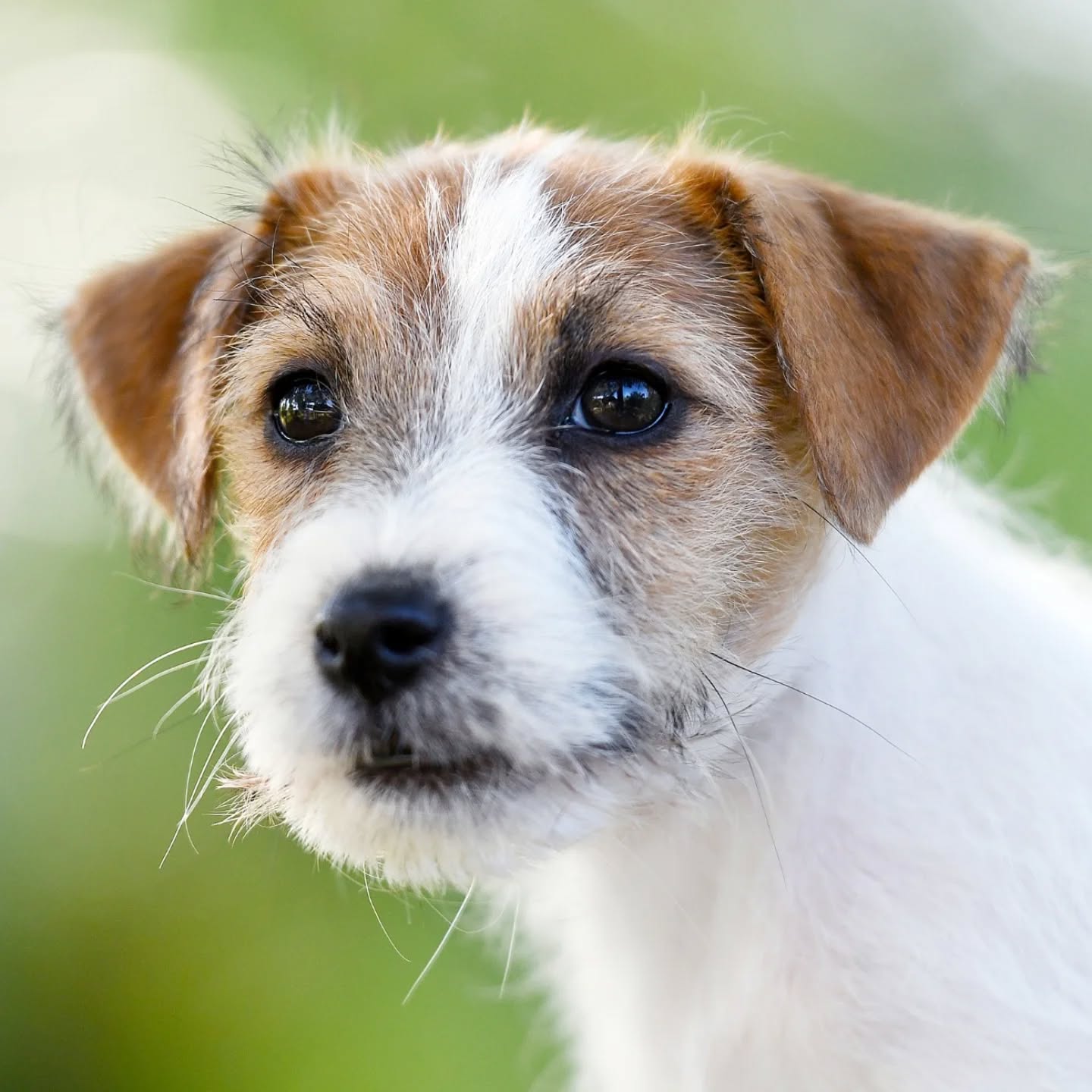 Intensity 🐶🫶
.
.
.
.
#ivynookkennel #jackrussellterrier #dogpuppy #puppyoftheday #jrtworld