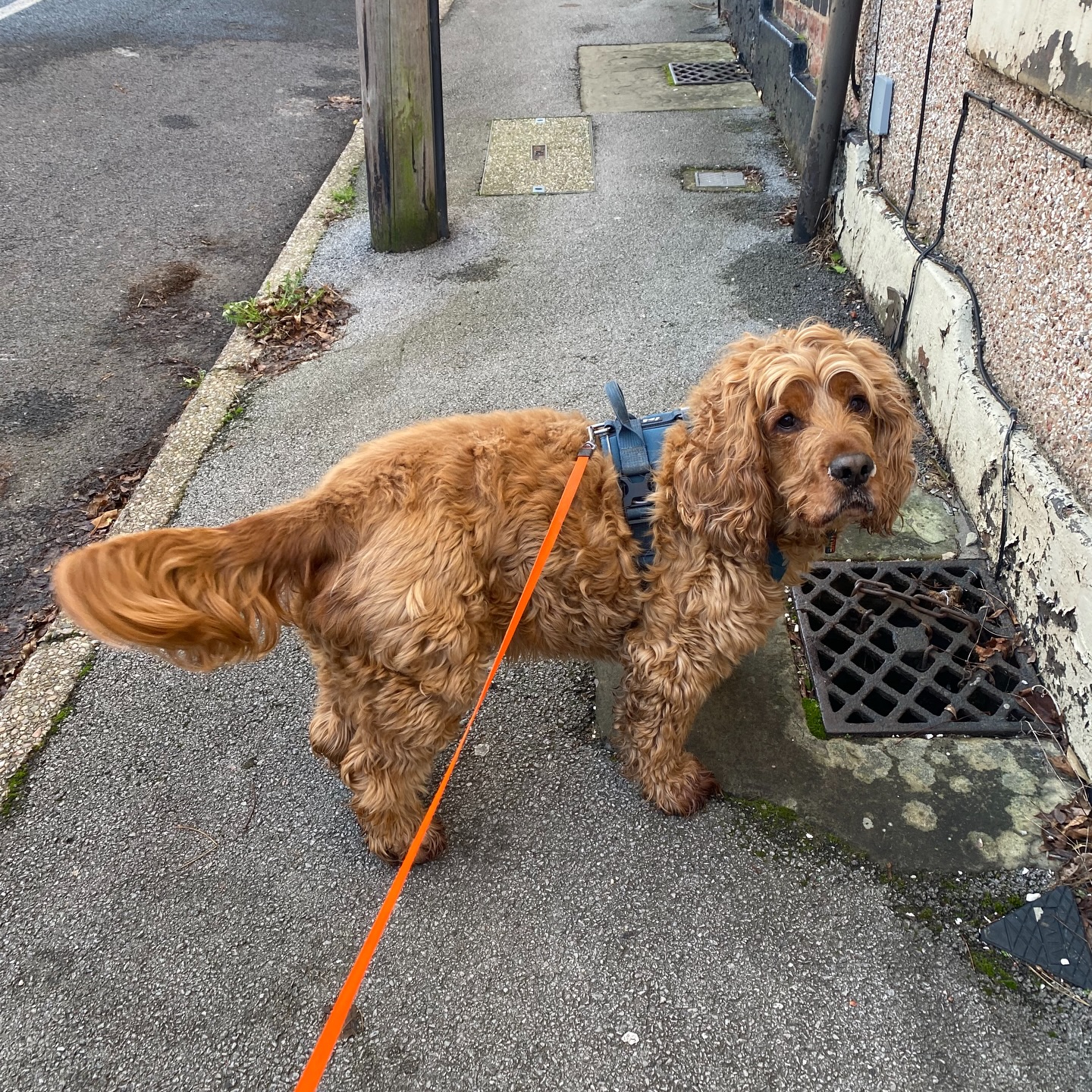 ✨ a weekly round up ✨
#petsittersofinstagram #norwichbusiness