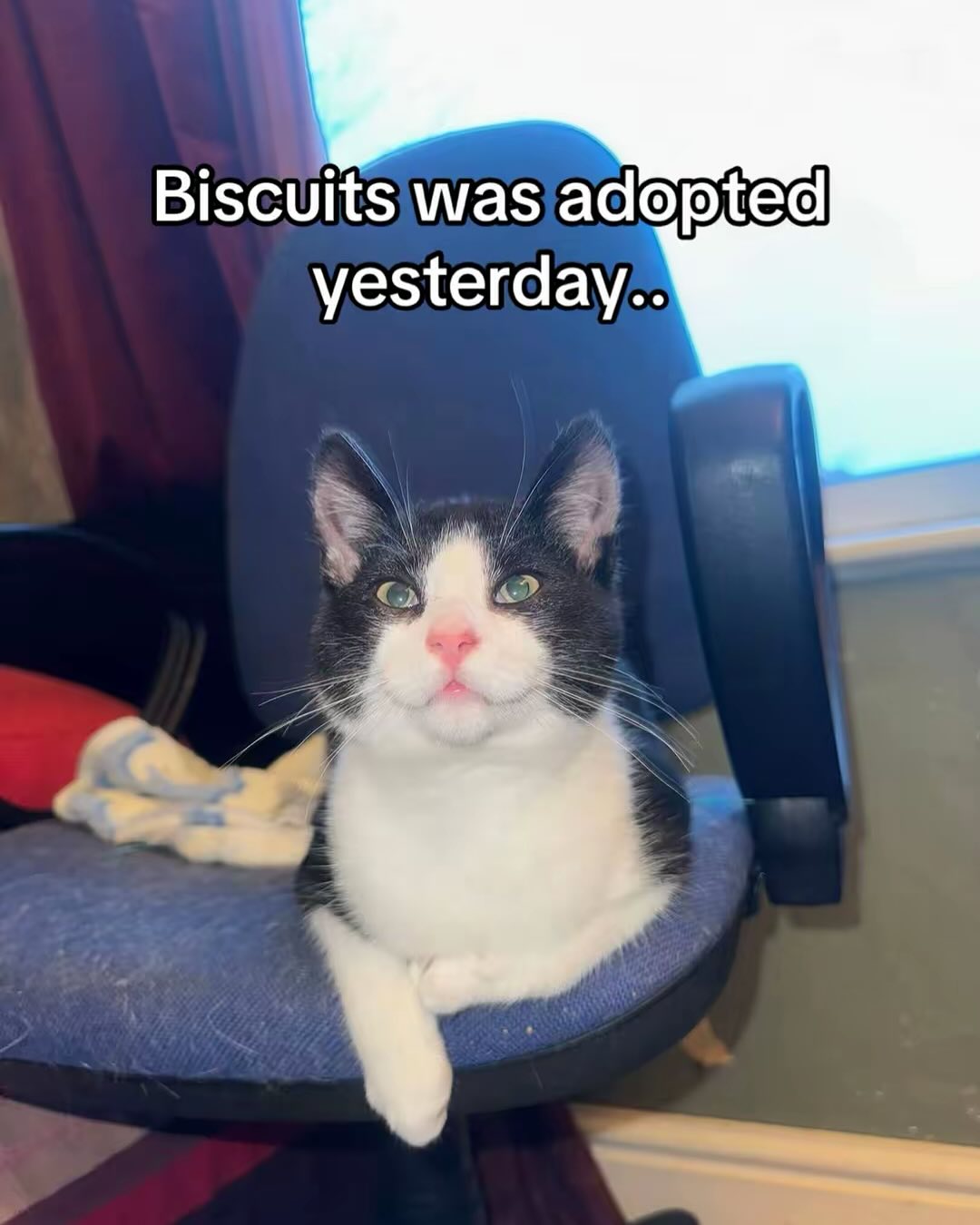 What a wonderful day for Biscuit, who was adopted yesterday!! After being given away on social media & way too young to be without his mom!
Look at his glow up 🥹🥹
#rescuecats #rescueanimals #cat #cattok #fyp #catrescue #adoptdontshop #leftpawcatrescue #catsoftiktok #kittensoftiktok #adoption #southbirmingham #birmingham