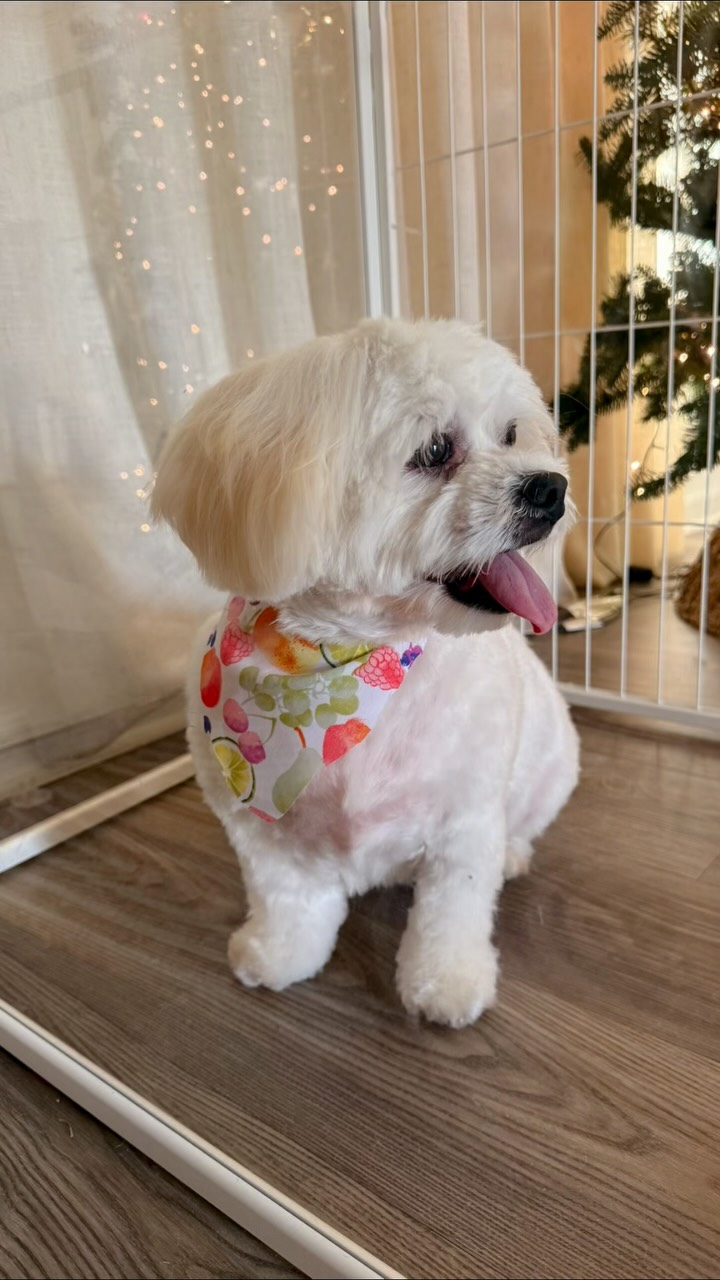 Así o más coqueta? ☺️
Agenda tu cita si esta en central Florida al 808 492 8294