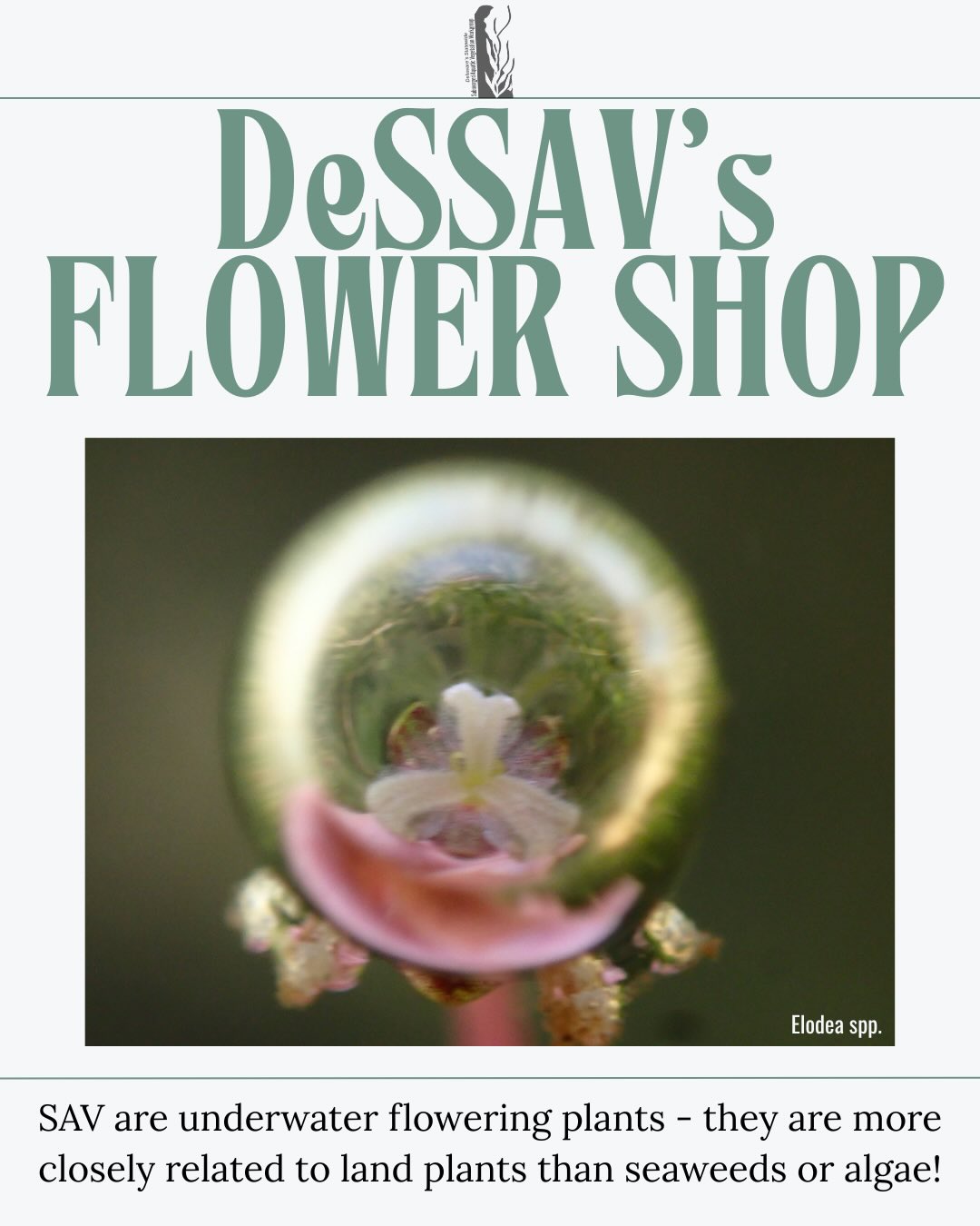 Welcome to DeSSAV’s Flower Shop 🌸
Some blooms show off.
Some keep it subtle.
Some barely look like flowers at all.
All of them are submerged aquatic vegetation — flowering plants descended from land plants that evolved back into the water, reshaping how flowers look and function below the surface.
Want to help spot these in the wild? Learn more about SAV in your local waters at DelawareSAV.org.
#DeSSAV #SubmergedAquaticVegetation #UnderwaterFlowers #PlantEvolution #WaterMeetsLand #CoastalScience #AquaticPlants #DelawareWaters