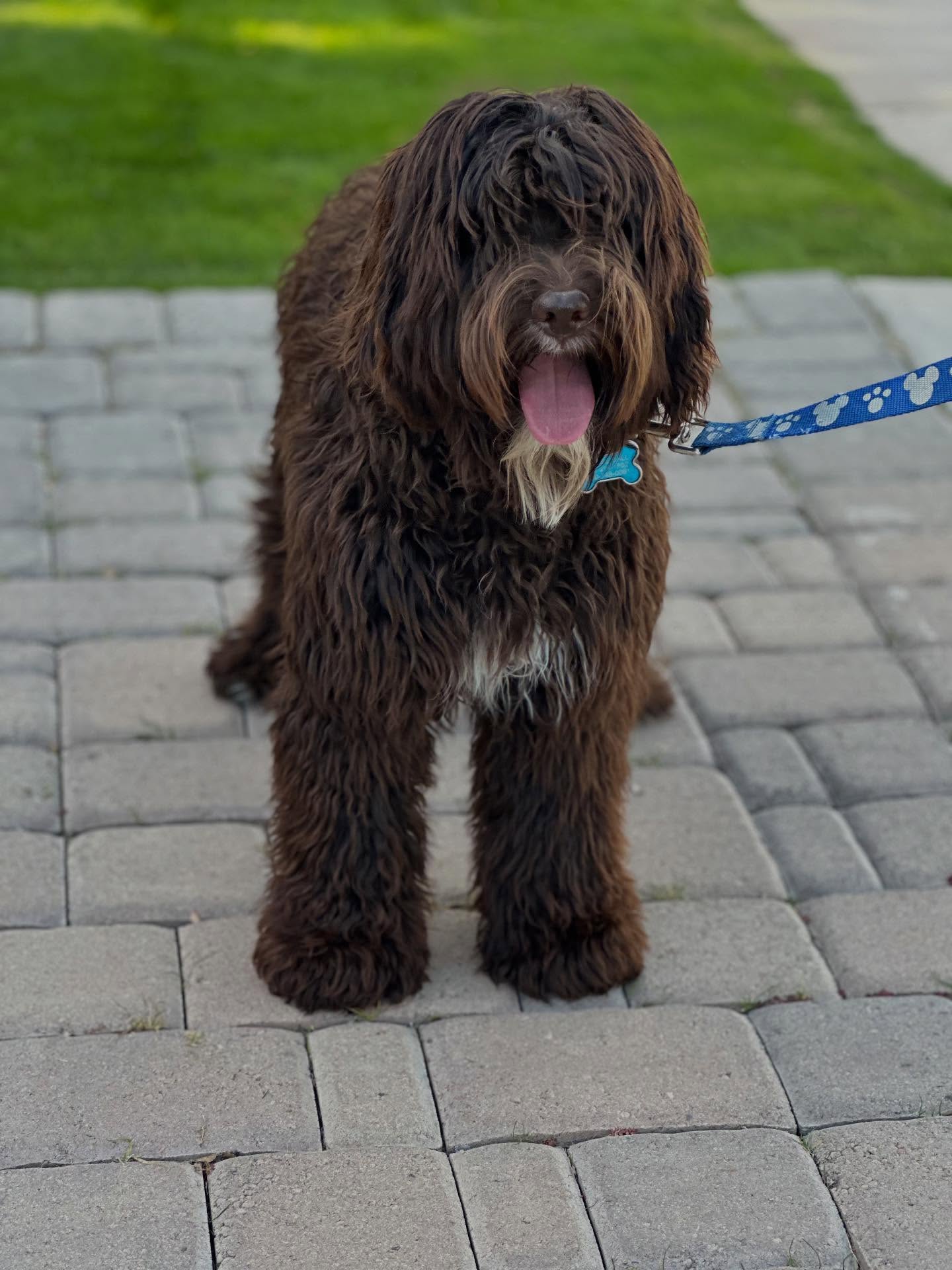 Meet Freddy!! he is our newest stud muffin, and we canโt wait to see his puppies๐