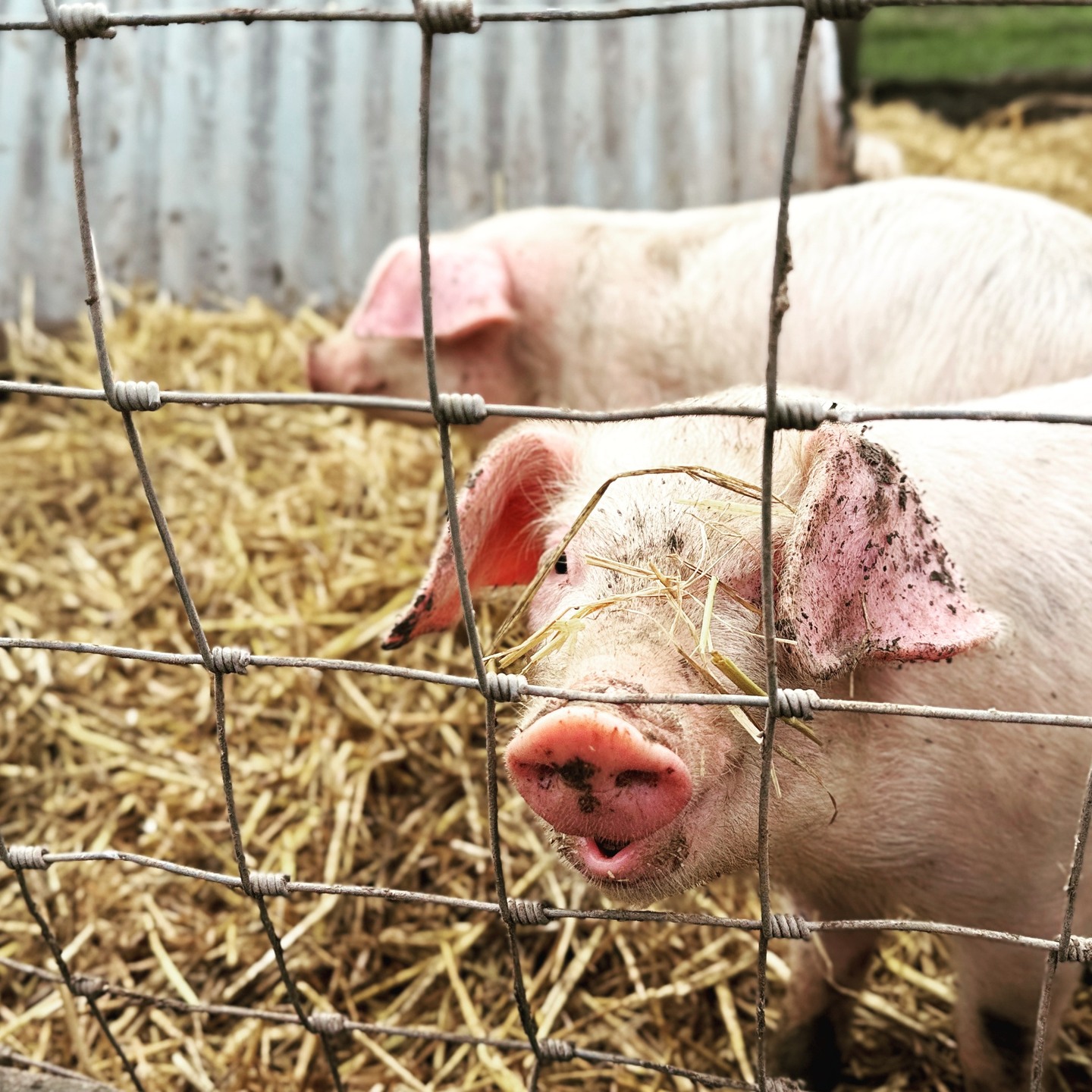 Had a great visit to Newton St Loe Farm Shop - great coffee and pigs!