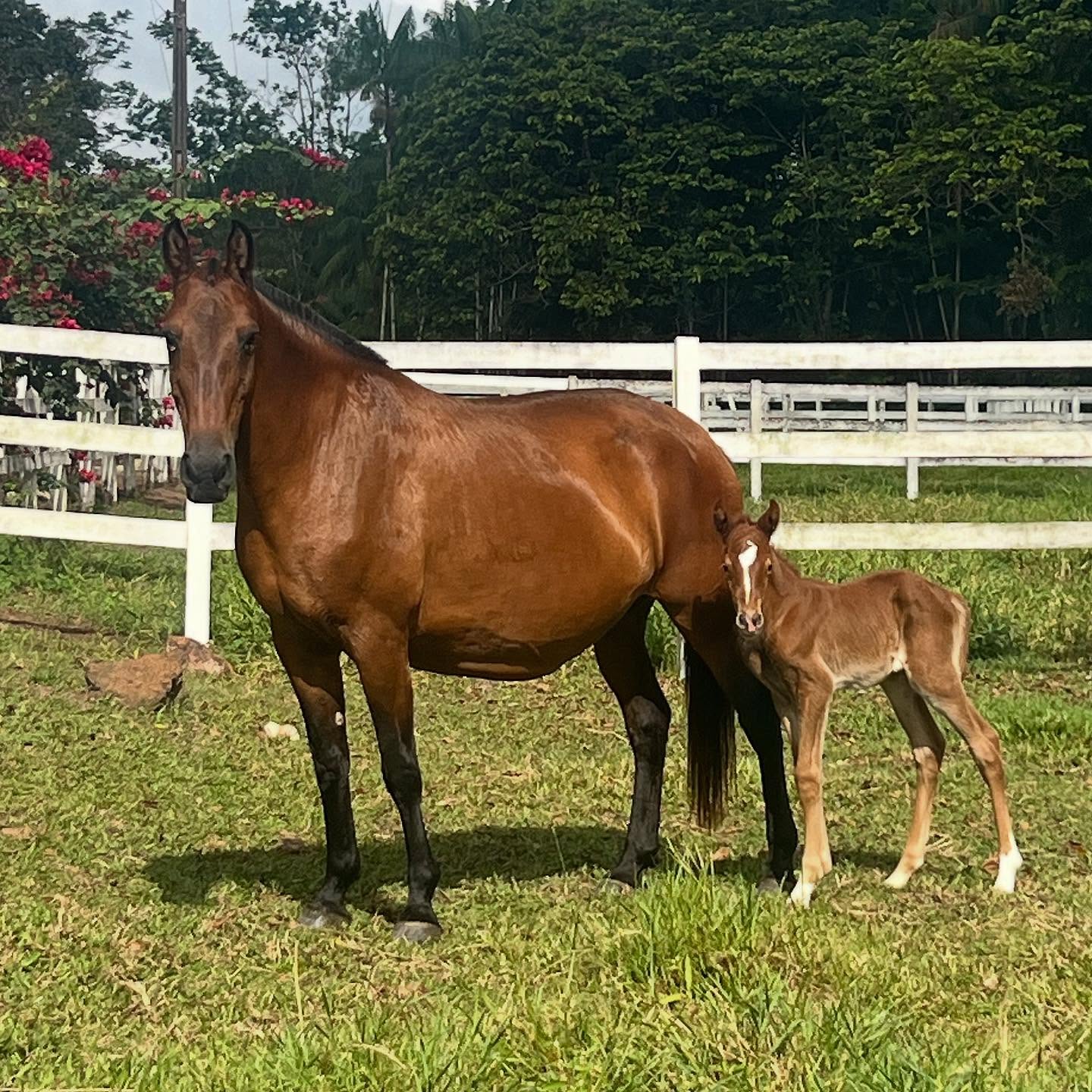 ✨ Bem-vinda, BBS Ermindy ✨🐎
Nosso presente de Natal já chegou. Mais uma menina na casa. 🎄💖
Filha de Ermitage Kalone x Bubalu VDL (Indy Gold), Ermindy chega carregando genética de excelência, qualidade, força e muito potencial.
Criação BBS
Do Pará para o mundo 🌍🐎
#bbs #criaçãobbs #ermindy #ermitagemkalone #indygold hipicavitoria