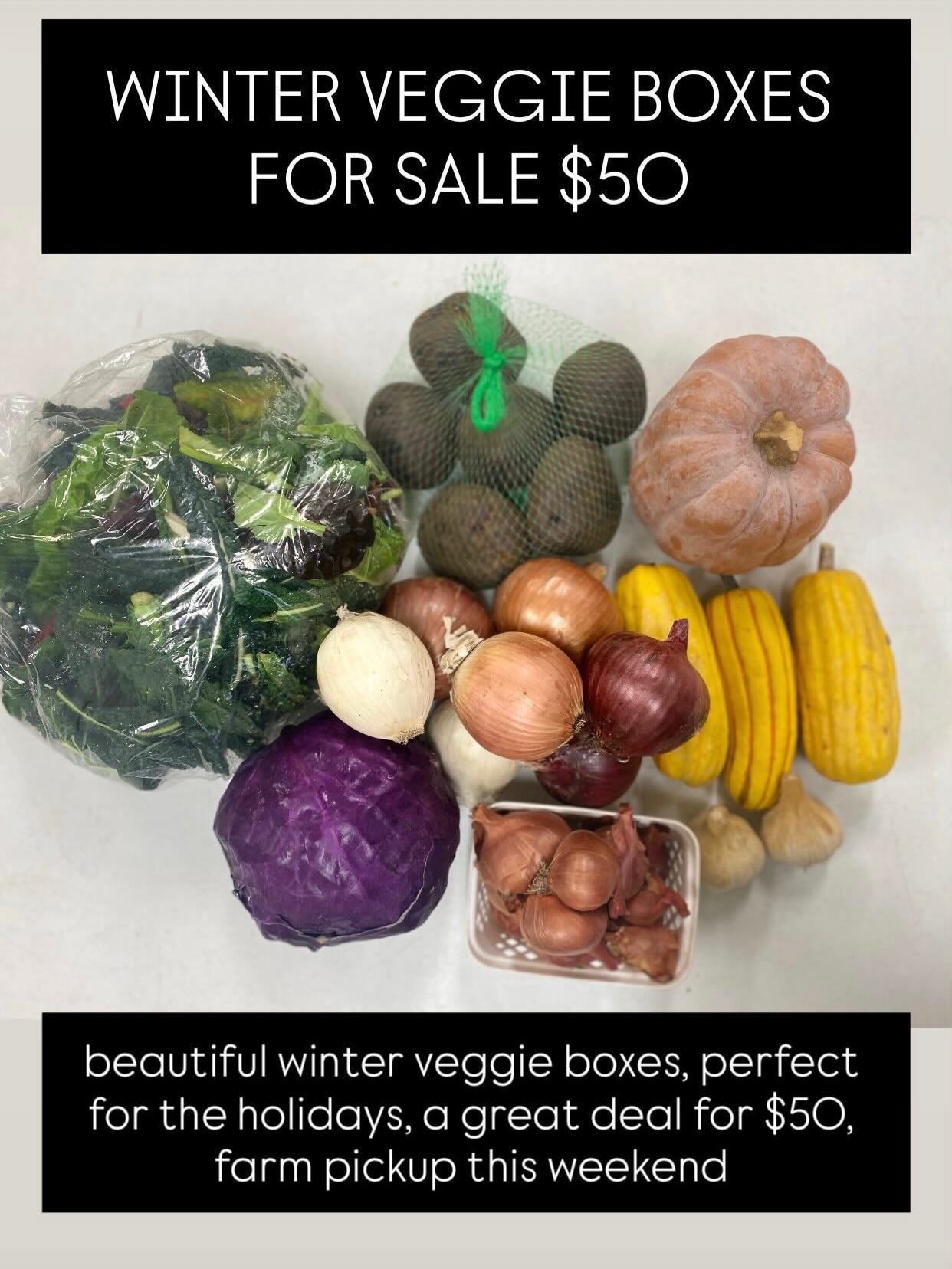 WINTER VEGGIE BOXES FOR SALE $50
beautiful winter veggie boxes, perfect for the holidays, a great deal for $50, farm pickup this weekend
3 lbs. potatoes
2 heads of garlic
7 assorted onions
1 autumn frost or 1 butternut squash
3 delicata or 3 acorn squash
1 head of red or green cabbage
1 basket of shallots
1.5 lbs bag of power greens mix (baby kales, baby chard, baby collards)
Add on a dozen of our eggs (limited supply) or any ferment for $10
TYPES OF FERMENTS
Garlic pickle chips
Taco bar mix
Lemon dill kraut
Curtido kraut
Beet ginger kraut
Curry kraut with raisins
Traditional kimchi
Giardiniera
Curry cauliflower
Pickup available on our farm:
FRIDAY Dec 19th, noon-7pm
SATURDAY Dec. 20th, 9am-4pm
MONDAY Dec. 22nd, 9am-2pm
Message me if you want a box. You can specify your choices of squash and any add-ons. While supplies last.
