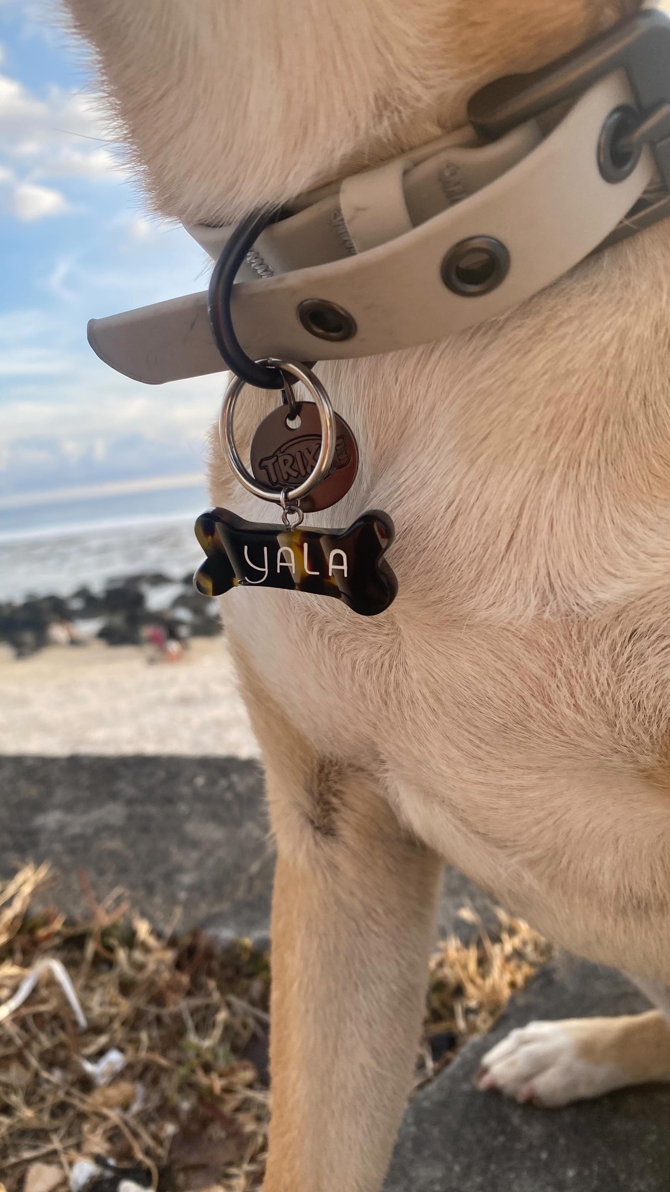 Rassurez moi je suis pas la seule complètement gaga ? ❤️
J’adore la voir porter la médaille que je lui ai fabriquée ! 🙈♥️