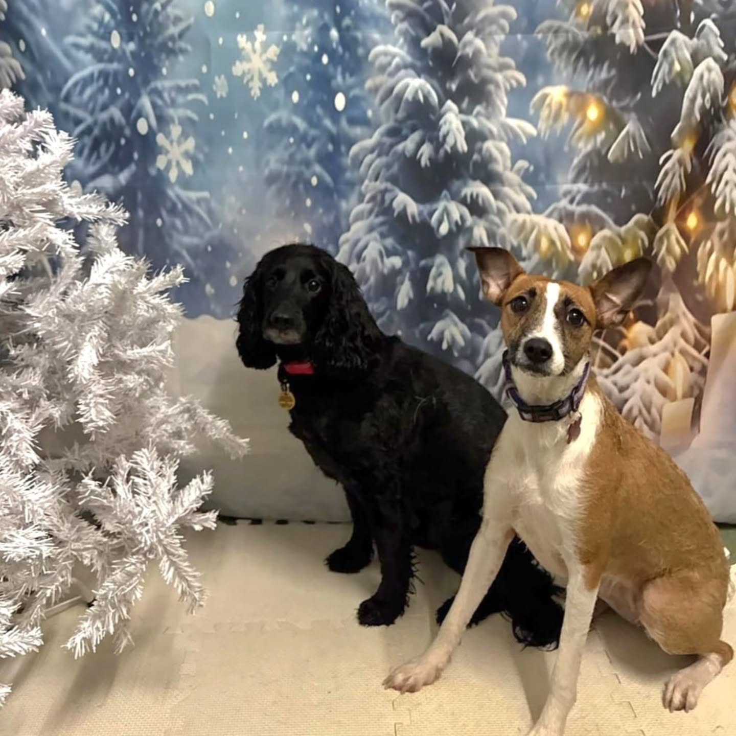 Xmas photos day 16 (a)