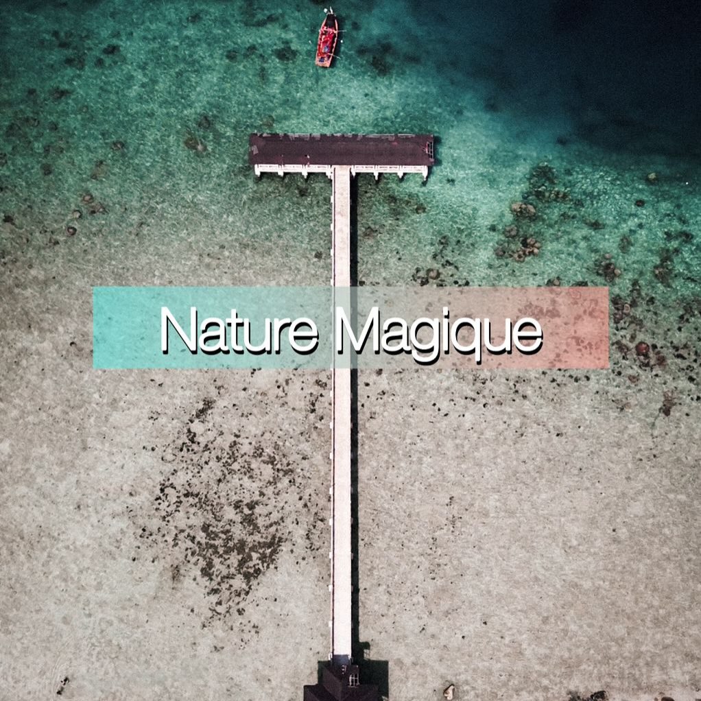 💬 Dis-moi en commentaire : quel animal te ferait le plus rêver de voir sur les îles en Malaisie ?
En voyageant sur les îles en Malaisie, on s’habitue vite à croiser des animaux… un peu hors du commun 🐢🐠🦇
Tortues qui nagent près de la plage, poissons multicolores, gentils requins qui glissent sous l’eau…🦈
et même des flying fox (oui, ces chauves-souris géantes 😅) dans les arbres.
C’est ça qui me fascine ici (et que les enfants adorent !) : la nature est partout, vivante, accessible, et jamais banale ✨
Chaque île a son lot de surprises.
👉 Alors abonne-toi si tu veux nous suivre dans nos aventures d’expats en Malaisie 🇲🇾