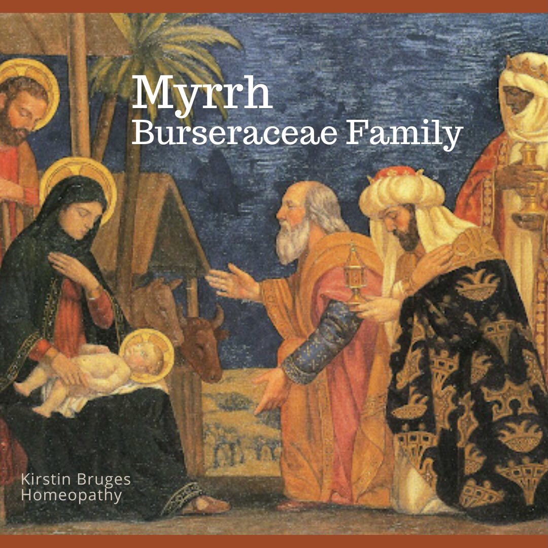 Myrrh, Sacred Soul - this time of year always brings my mind to Archetypes of the Festive Season. One being, Myrrh brought to jesus by one of the Three Kings. For centuries it has been used in rituals of mourning, preservation, and prayer. Did you know it was a homeopathic remedy? I believe a remedy for this time of worldly unrest and seeking spiritual and religious paths to find calm in these traumatic times.
The Inner World of Myrrh - Jan Schloten sees the remedy as “a state shaped by penitence — not as punishment, but as a deep longing to restore balance. There is often a feeling of having turned too far toward worldly matters, away from purity or spiritual truth, and an unconscious need to atone”. Aliments may come from the suffering of the world. War, trauma, injustice, cruelty — leaving a sense of hopelessness and quiet grief.
Myrrh is soft, sacred, and tender. Clairvoyant — an intuitive, sensitivity. They are carers by nature: giving, helping, serving. Sweet, sympathetic, deeply caring.
Yet this softness comes with weight. There is often guilt from family deaths, a deep sense of responsibility, and a need to “make things right.” They are ambitious and perfectionistic, but never satisfied — nothing is ever good enough. They are hardest on themselves.