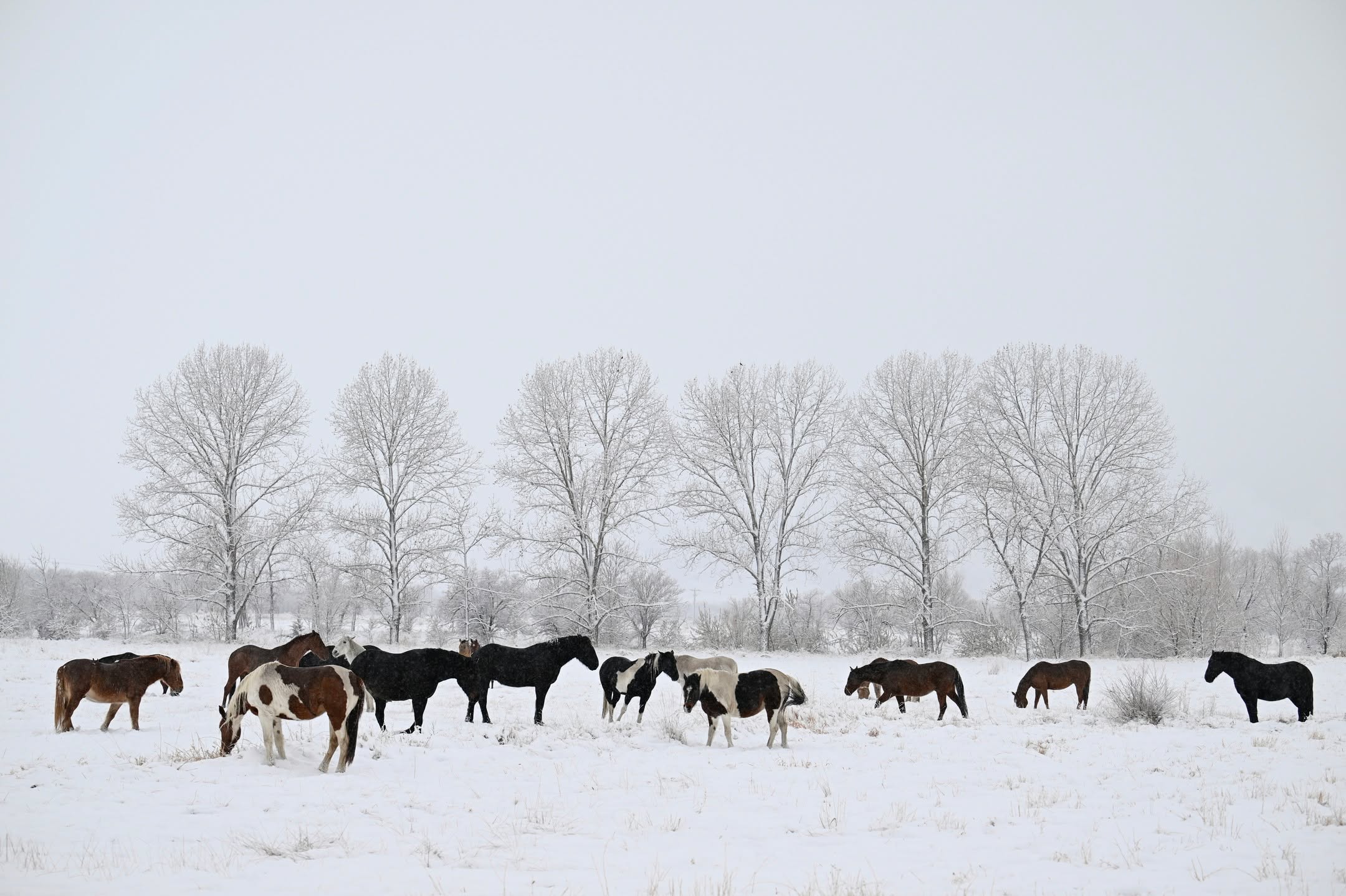 The horses in winter pasture sure do look happy! All puffed up with their winter coats.
I remember being a kid and putting my hand on my pony during a cold winter day and my fingers disappearing into his fluff.
Do you have any favorite memories with horses during winter?
.
.
.
#colorado #coloradohorses #summercamp #coloraomountainranch #cmr #horses #horsesofınstagram