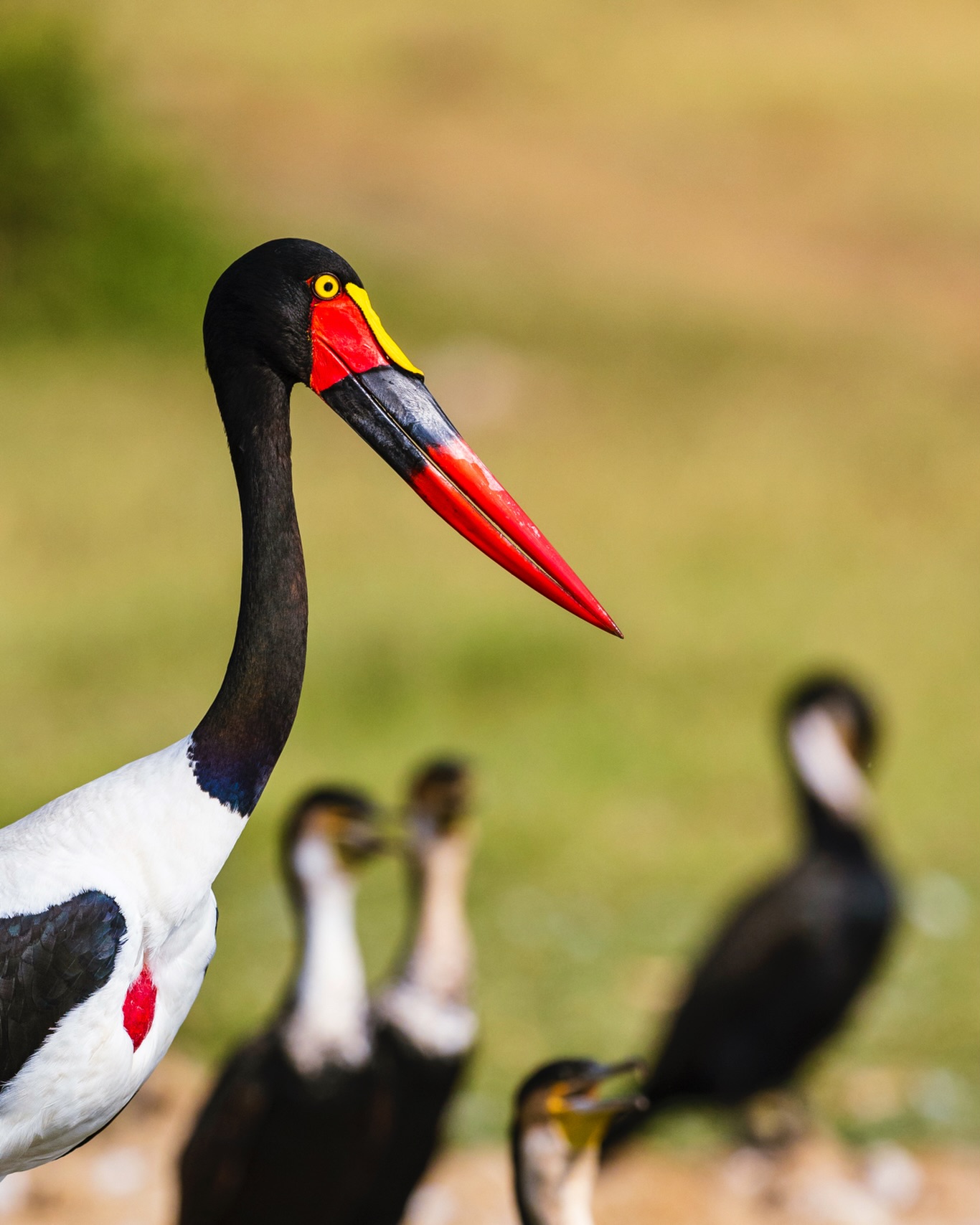 The shepherd is the one who slays the most sheep.
☆
Saddle-billed Stork
☆
#birdphotography #birds #saddlebilledstork #uganda #travelafrica