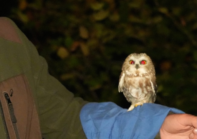 En septembre dernier, lors d’une activité avec @oot_tadoussac, nous avons symboliquement adopté une petite Nyctale que nous avons surnommé Mélilot, c’est un joli nom mais aussi le nom d’une plante sauvage au parfum vanillé envoûtant.
L’Observatoire d’Oiseaux de Tadoussac est un organisme dont les travaux de recherche et d’éducation visent à évaluer la santé des populations d’oiseaux à partir de protocoles scientifiques. Grâce à sa position nordique, l’Observatoire d’oiseaux de Tadoussac (OOT) possède des données de premier plan sur plus d’une centaine d’espèces indicatrices boréales et arctiques, ainsi que sur des espèces plus couramment observées dans l’Est de l’Amérique du Nord.
Nous sommes très heureux de pouvoir soutenir un organisme qui aide à mieux connaître et à protéger nos amis à plumes et nous avons hâte d’avoir des nouvelles de notre chère Mélilot !