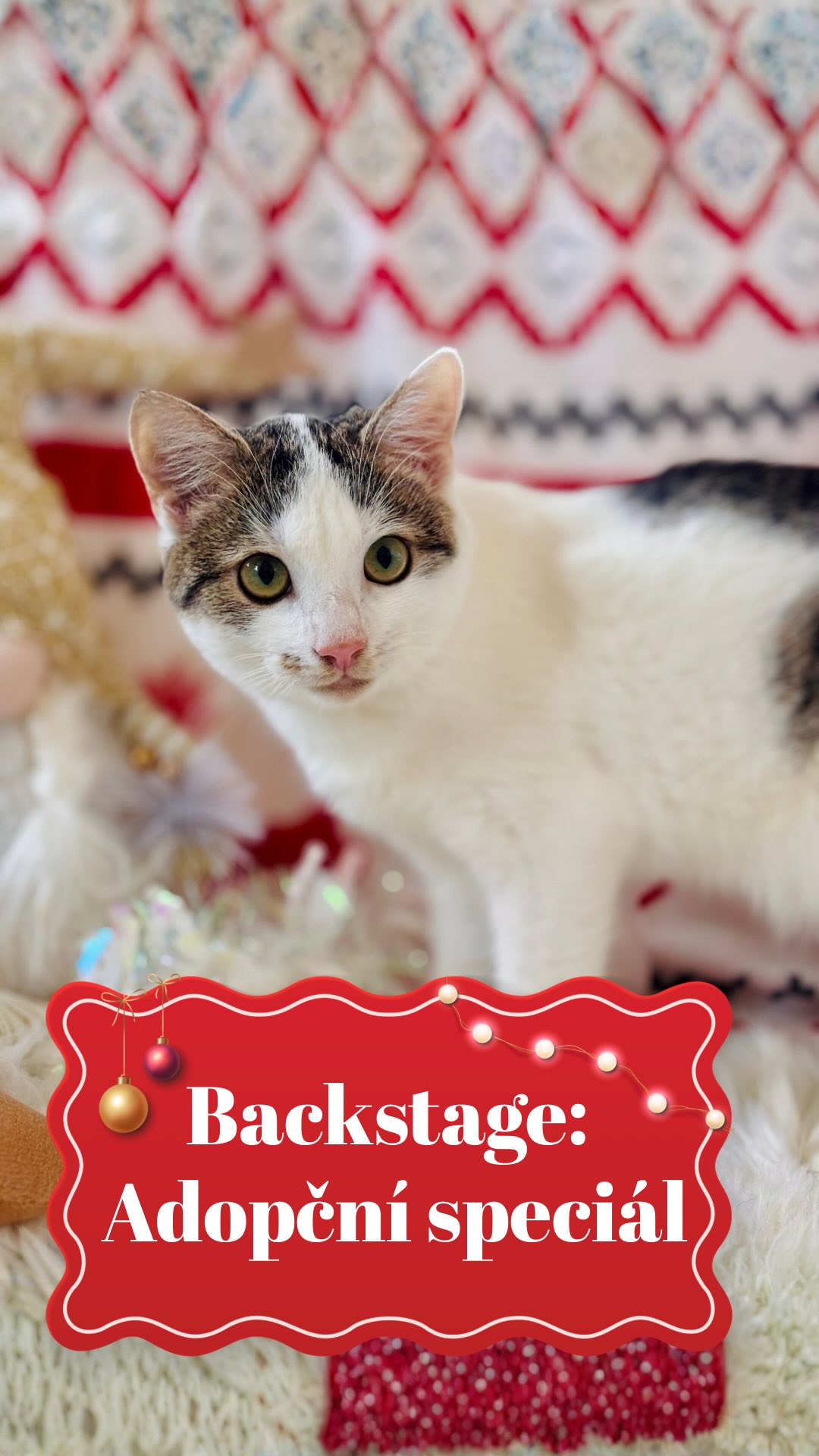 Kdyby se rozdávaly medaile za trpělivost, náš tým by stál na stupních vítězů. 🥇😹
Tohle video je důkaz, že cesta k perfektní fotce je občas trnitá (a poškrábaná). Ale děláme to s láskou. ❤️ Protože víme, že jedna krásná fotka může kočičce změnit celý život a přivést jí tu pravou rodinu. 🤩
Právě teď upravujeme poslední fotky z focení, které vám ukážu už zítra! 🎉
Připravte si kapesníky (na dojetí) a bránice (na smích). Bude to jízda! 🚀😻
Terka ze Šklíby 🐾