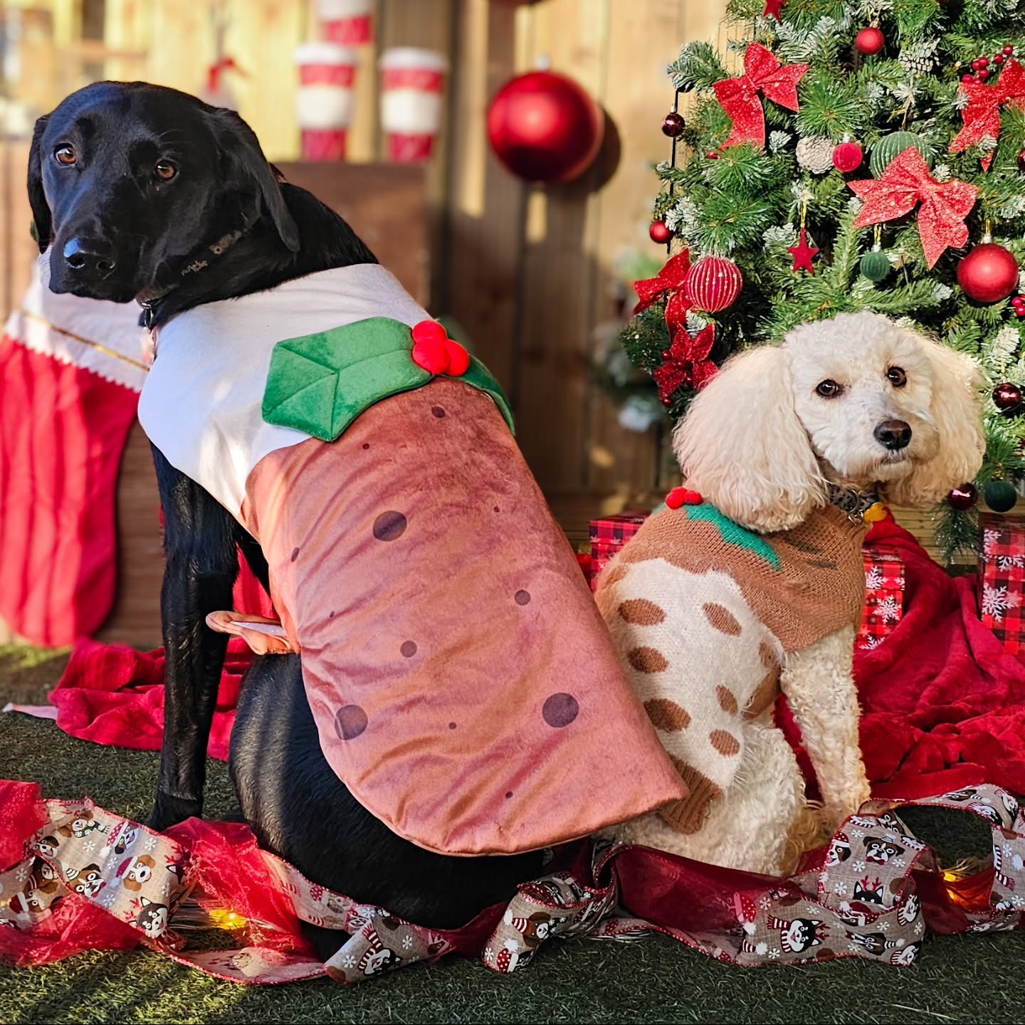Tuesday Jumper Jingle 🐾🎄 another fab day of celebrations
#christmasjumperday #christmaspud #rudolph #doggydaycare