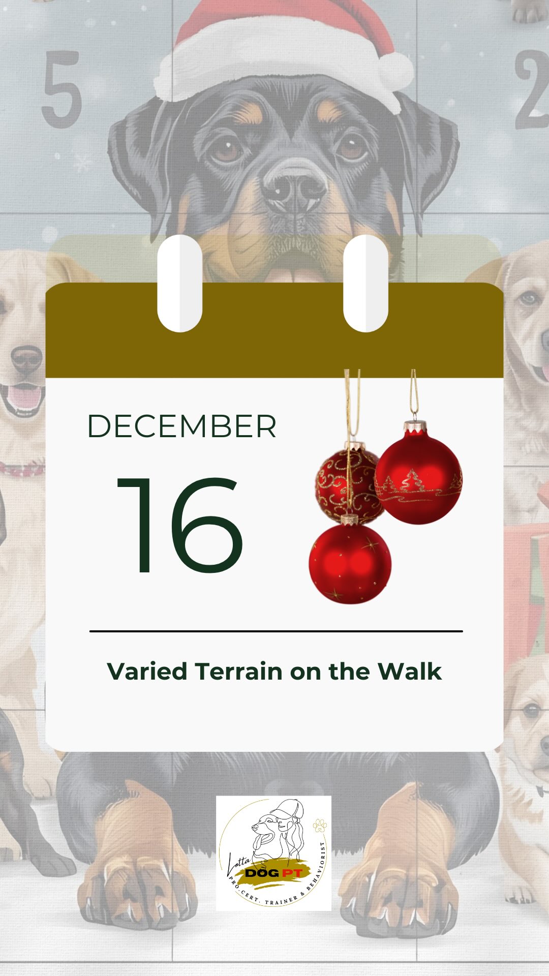 🎄 DAY 16 – Varied terrain on the walk
Today’s calendar door is from our morning walk as ursual.
We alternated our usual forest path with walking off the trail for a bit.
I do this quite often because moving through varied terrain is great training, for both Ecco and me.
That said…
My sense of direction isn’t the best 😅
And yes, a few times we’ve ended up in terrain I wouldn’t recommend.
So choose your route wisely and keep it safe.
✨ Why varied terrain is so valuable
Walking off the path helps the dog develop:
• balance and body awareness
• strength and stability
• coordination
• focus and presence
• confidence in movement
For the handler, it also trains:
• planning
• pace
• cooperation
• reading both dog and environment
It becomes teamwork, step by step.
✨ Important considerations
Always take into account:
• injuries (dog or handler)
• age
• size and physical condition
If there are injuries or uncertainty, varied terrain is not recommended.
The terrain should always be adapted to the individual, never the other way around.
And it doesn’t have to be extreme.
A small detour is more than enough.
🌟 Small exercises, big joy, every day together. See you tomorrow❣️🐾
#dogtraining
#balancedog
#trailwalking
#offpath
#naturalenrichment
#dailydogtraining
#relationshiptraining
#lottadogpt
#rottweilerlife
#rottweiler