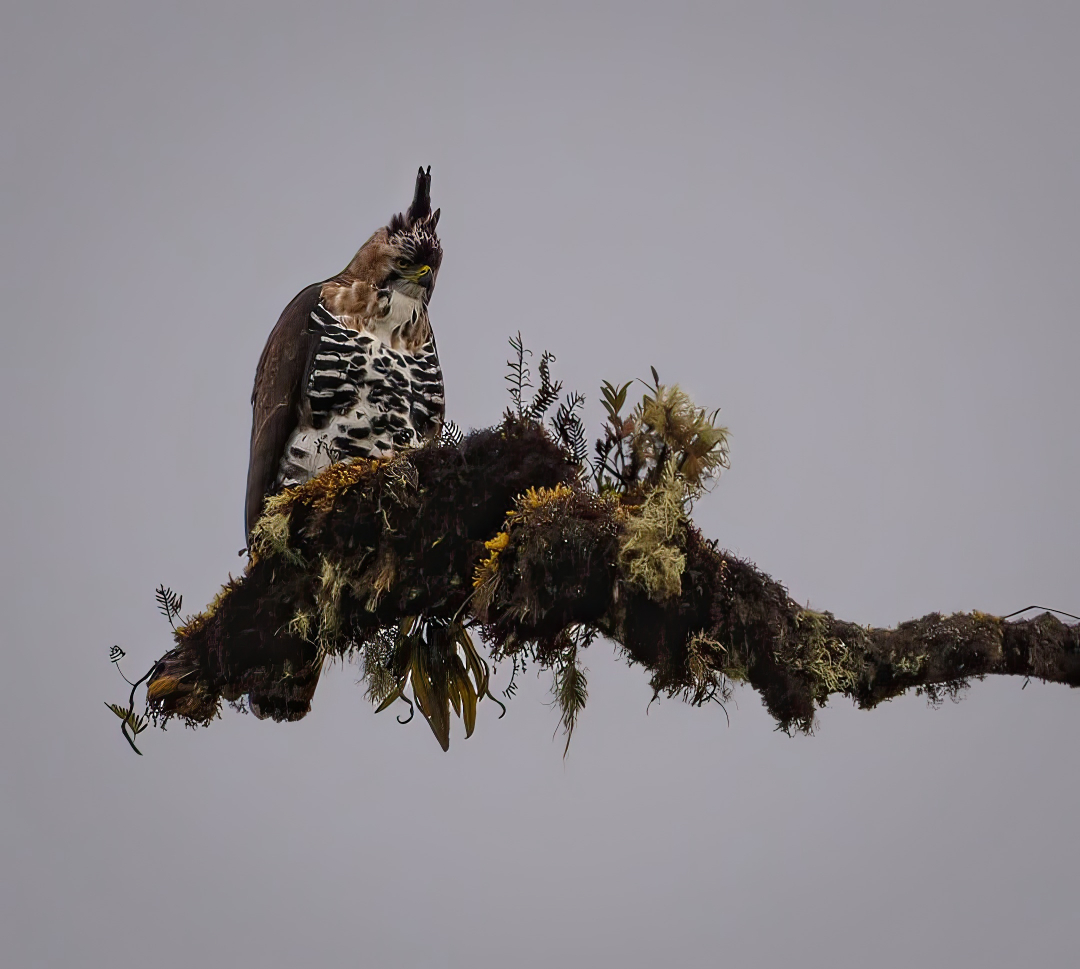 Nuestra reserva natural alberga especies increíbles como esta Águila crestada (Ornate Hawk-Eagle – Spizaetus ornatus). 🦅✨
Un recordatorio del valor de conservar el bosque nuboso y la vida silvestre que lo habita. 🌿
📸 Fotografía: Dan Henriksen
#ParaisoQuetzalLodge #ReservaNatural #Biodiversidad #OrnateHawkEagle #BosqueNuboso #CostaRica