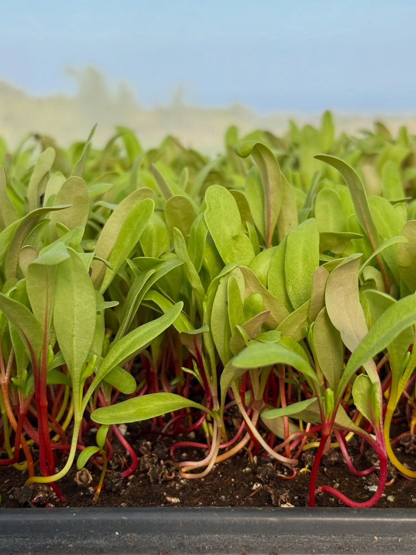 Micro Rainbow Chard: A visually stunning, nutrient-dense, and mild-flavored green with vibrant red, pink, yellow, and white stems. It offers a tender, earthy taste similar to spinach or beets. Get yours today!
#huamomonafarms #maui #mauihawaii #kapalua #lahaina #farmlife #greenhousegrown #mauifarms #organic #rainbowchard #microgreens