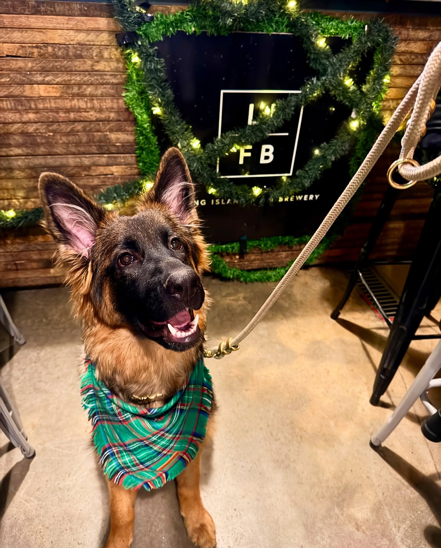 A very merry brewery pup 🎄