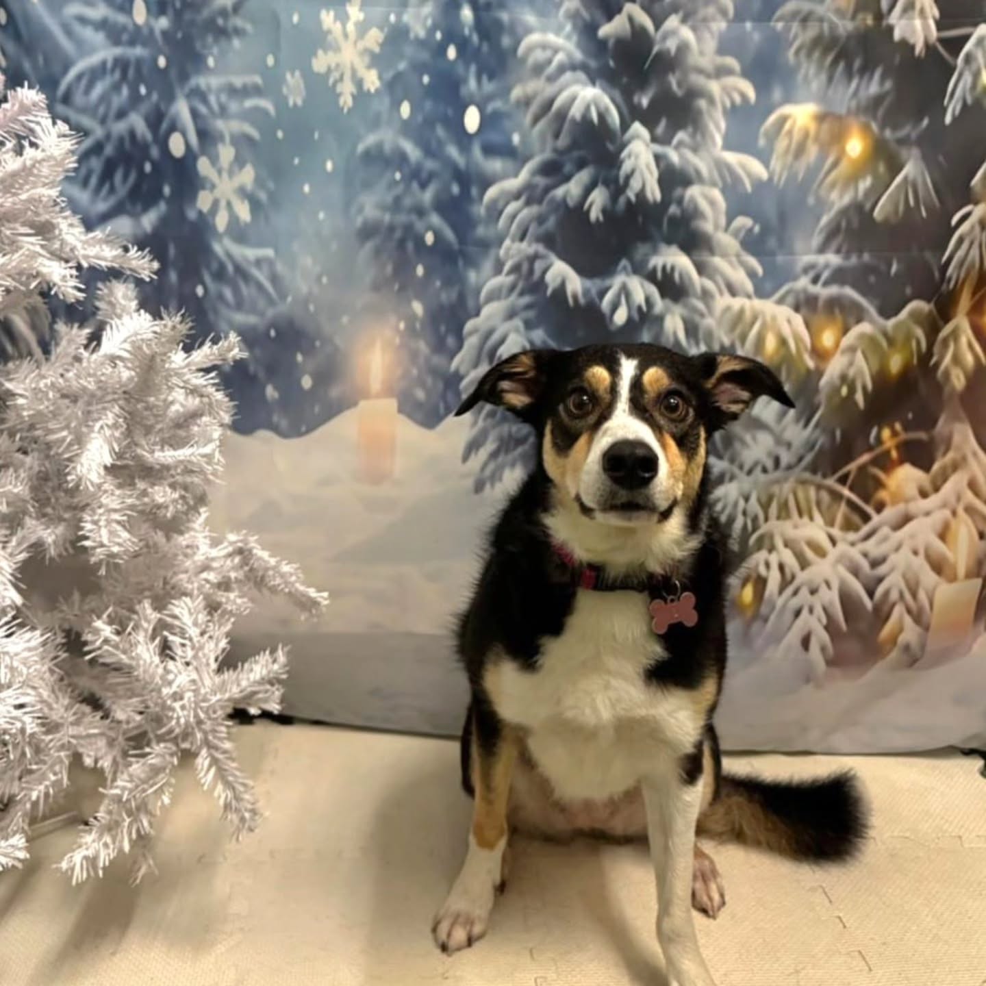 Xmas photos day 16 (b)