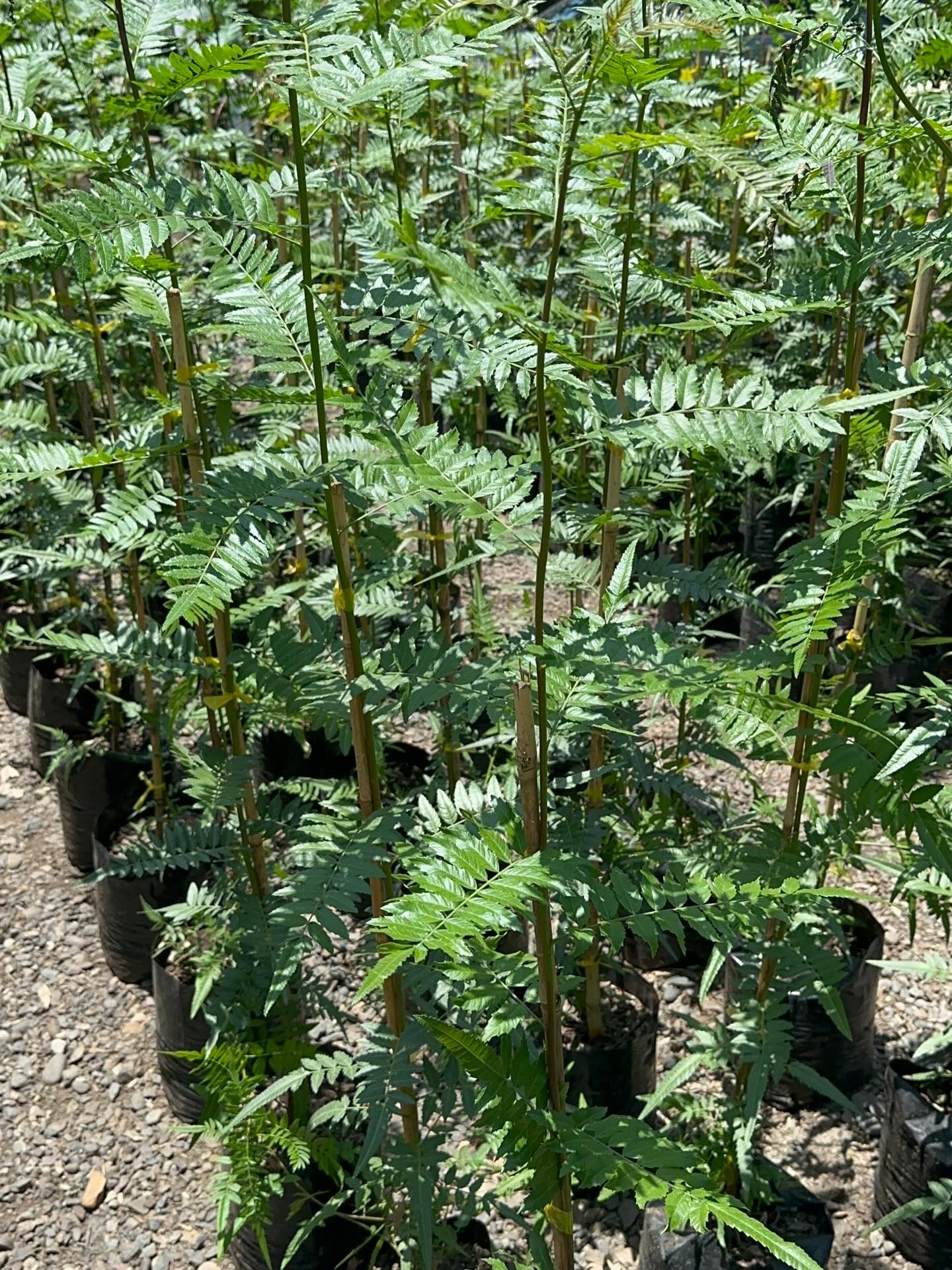PIMIENTO (Schinus Molle) 🌿
🌳 árbol de crecimiento rápido y follaje perenne
alcanza hasta 25 mts de altura, resistente a todo tipo de suelos
☀️ tolera pleno sol
💧 bajo requerimiento hídrico
❄️tolera heladas suaves