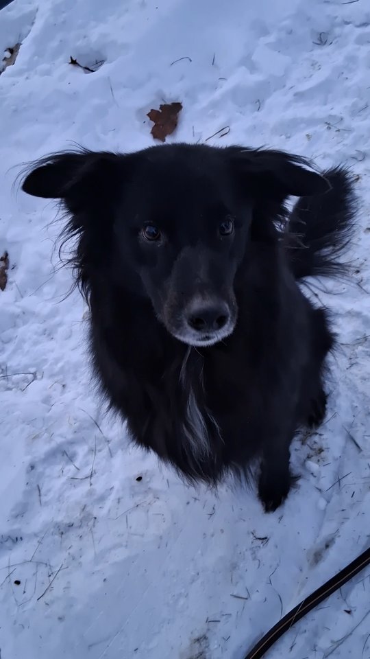 Cara just *appears out of nowhere* for cookies 🤣 and of course Bingo is the bestest dog 🐕 🥰
#dogs #dogsofinstagram #adoptdontshop #foreverhome #bordercollie #goldenretreiver #mutt #bigdog #gooddog #shire #cookiemonster #backinblack #cookietime