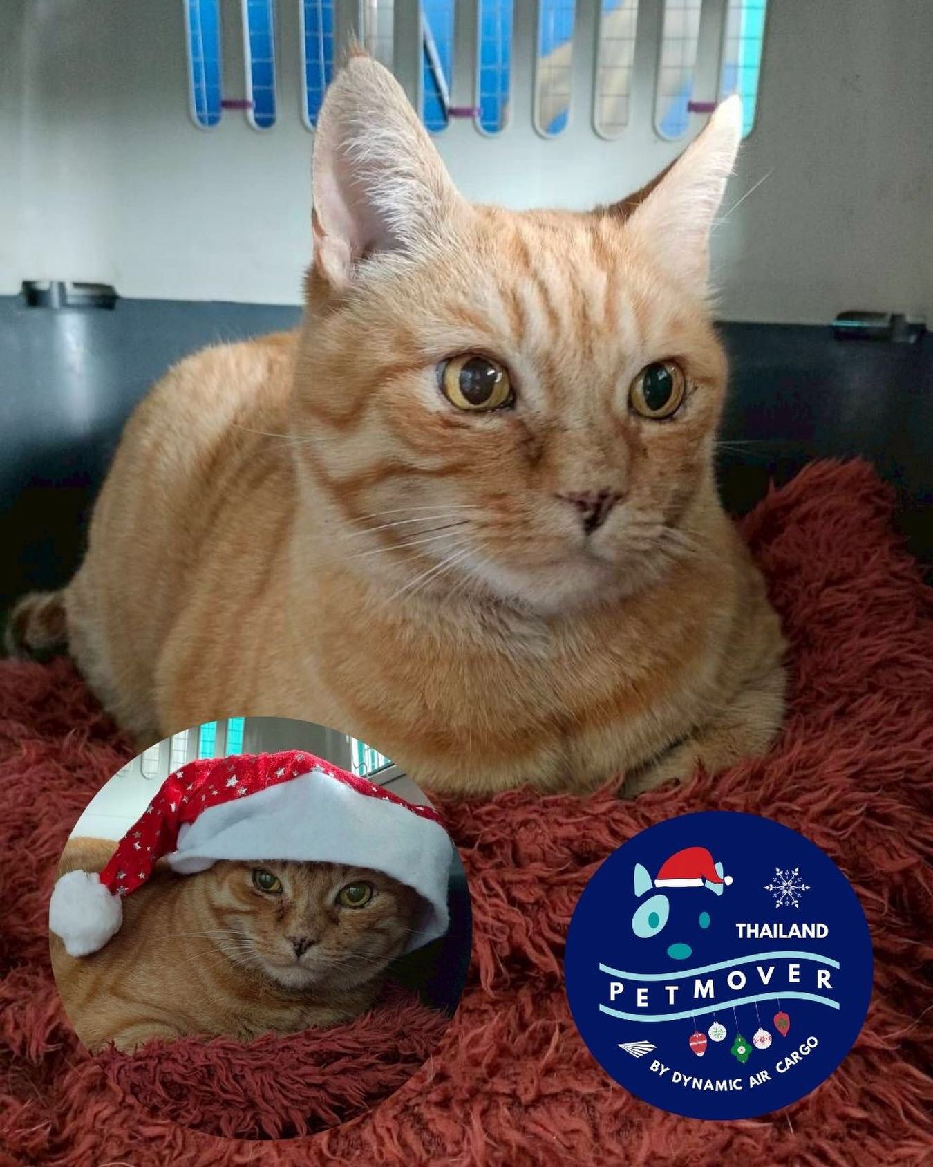 🇦🇪 🛬 🇹🇭
It’s beginning to look a lot like Christmas! We are greeting this season with Chester’s trip from Dubai 🎄
Thank you for trusting us with the arrival @pawsomepetsuae
——————————————————
🐶 Thailand Pet Mover
🐱 Where Pet Lover Meets Pet Mover
🐰 Inquire via LINE: @thailandpetmover
🐯 Or Email: service@dynamicaircargo.com
🐹 Our DMs are not monitored
🐷 A trade mark service managed by Dynamic Air Cargo, a member of IPATA and IATA.
——————————————————
Please make sure you contact direct to our customer service team
#bangkok #traveller #importer #exporters #animals #thailandpetmover #petrelocationservices #petrelocation
#animallovers #pet #petmoverthailand #petshipping #dynamicaircargo #thailandpetrelocation #petrelocationthailand
#worldwideshipping #petmover #petlover #cats #doglover #ขนส่งสัตว์เลี้ยงไปต่างประเทศ #หมา #แมว #ขนส่งสัตว์เลี้ยง #doglovers #dogs #pets #petboarding