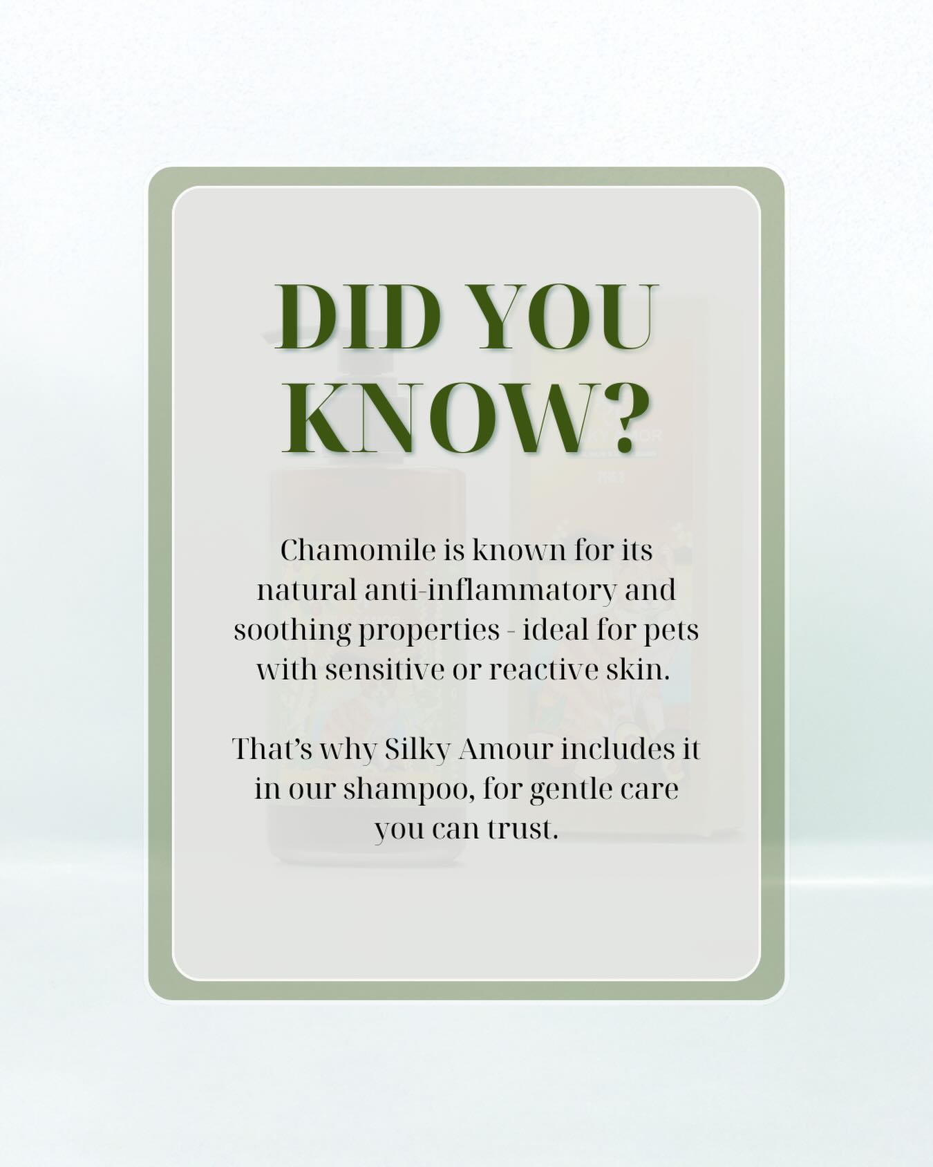 Because bath time should feel as gentle as it smells. 🌼Every ingredient in Silky Amour is chosen to care for your pet’s skin — especially when it’s sensitive, reactive, or easily irritated. 🐾
#silkyamor #naturalpetshampoo #bathtime #petgrooming #doggrooming #dubai #petspa #happypets #dogsofdubai #catsofdubai #furryfriends #stressfreegrooming