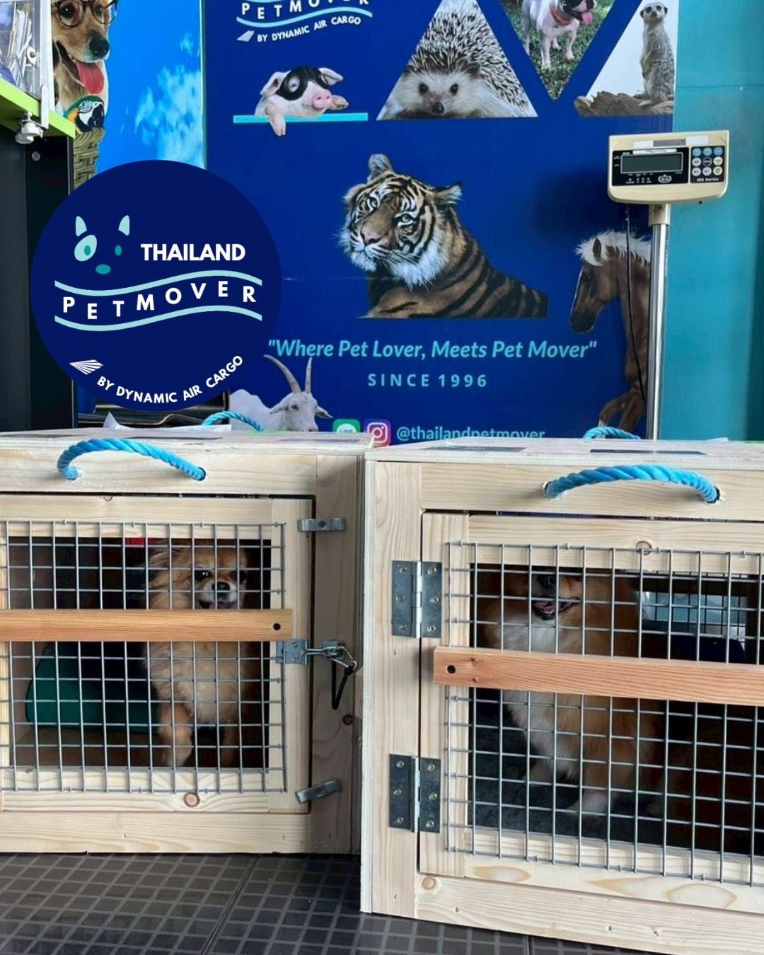 🇬🇧 🛬 🇹🇭
Cute family of two, Penny and Poppy, arrived all smiles from London!
Thank you for letting us be a part of their move @jcs_livestock ☺️
——————————————————
🐶 Thailand Pet Mover
🐱 Where Pet Lover Meets Pet Mover
🐰 Inquire via LINE: @thailandpetmover
🐯 Or Email: service@dynamicaircargo.com
🐹 Our DMs are not monitored
🐷 A trade mark service managed by Dynamic Air Cargo, a member of IPATA and IATA.
——————————————————
Please make sure you contact direct to our customer service team
#bangkok #traveller #importer #exporters #animals #thailandpetmover #petrelocationservices #petrelocation
#animallovers #pet #petmoverthailand #petshipping #dynamicaircargo #thailandpetrelocation #petrelocationthailand
#worldwideshipping #petmover #petlover #cats #doglover #ขนส่งสัตว์เลี้ยงไปต่างประเทศ #หมา #แมว #ขนส่งสัตว์เลี้ยง #doglovers #dogs #pets #petboarding
