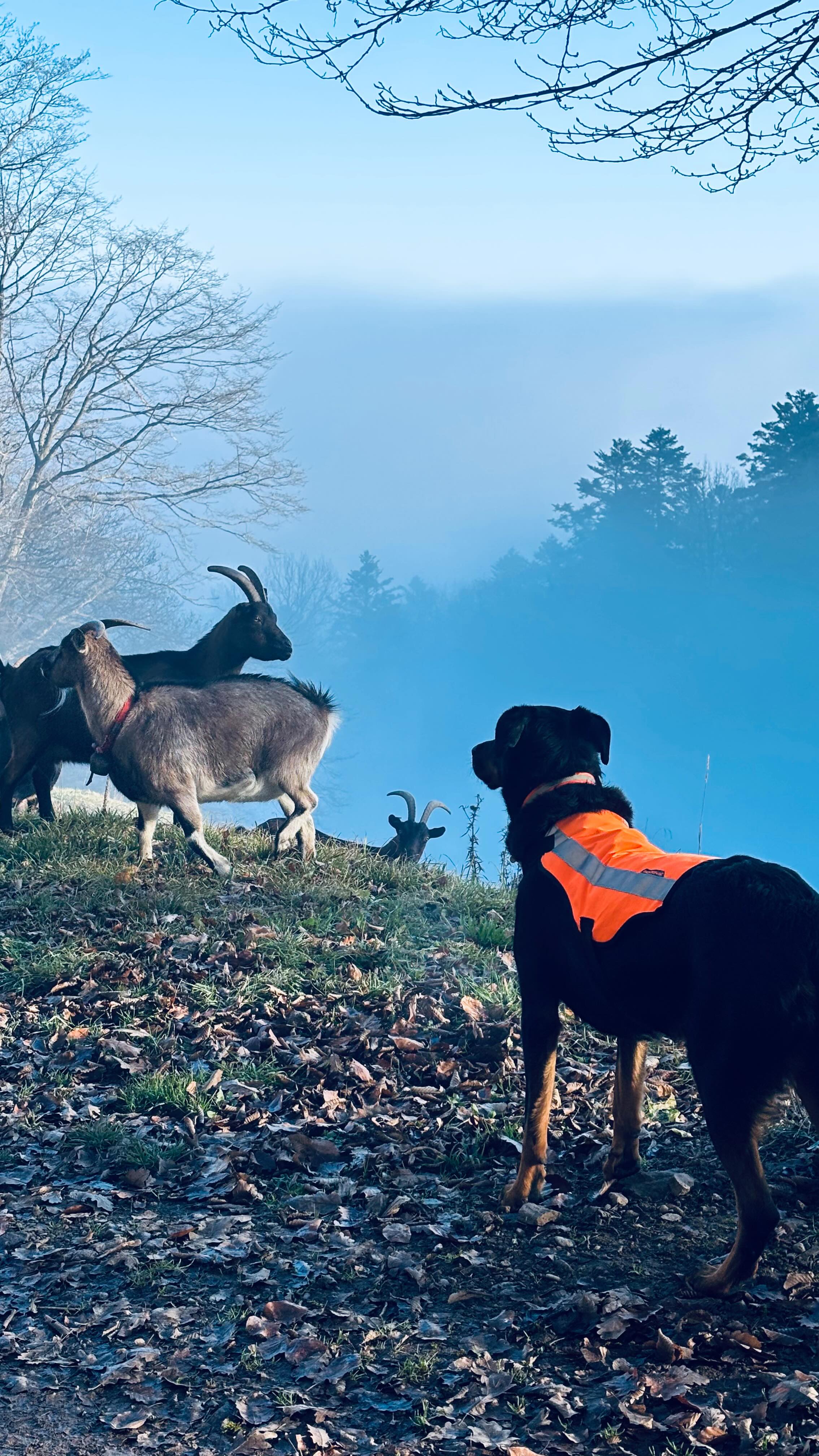Praline s’entraîne pour la livraison des cadeaux 🎁🥰
Plutôt douée ce petit renne 🦌
Elle sera d’une grande aide auprès du Père-Noël 🎅🏽
#beauceron #renneduperenoel #chienmediateur #mediationanimale domaineequestredolexia